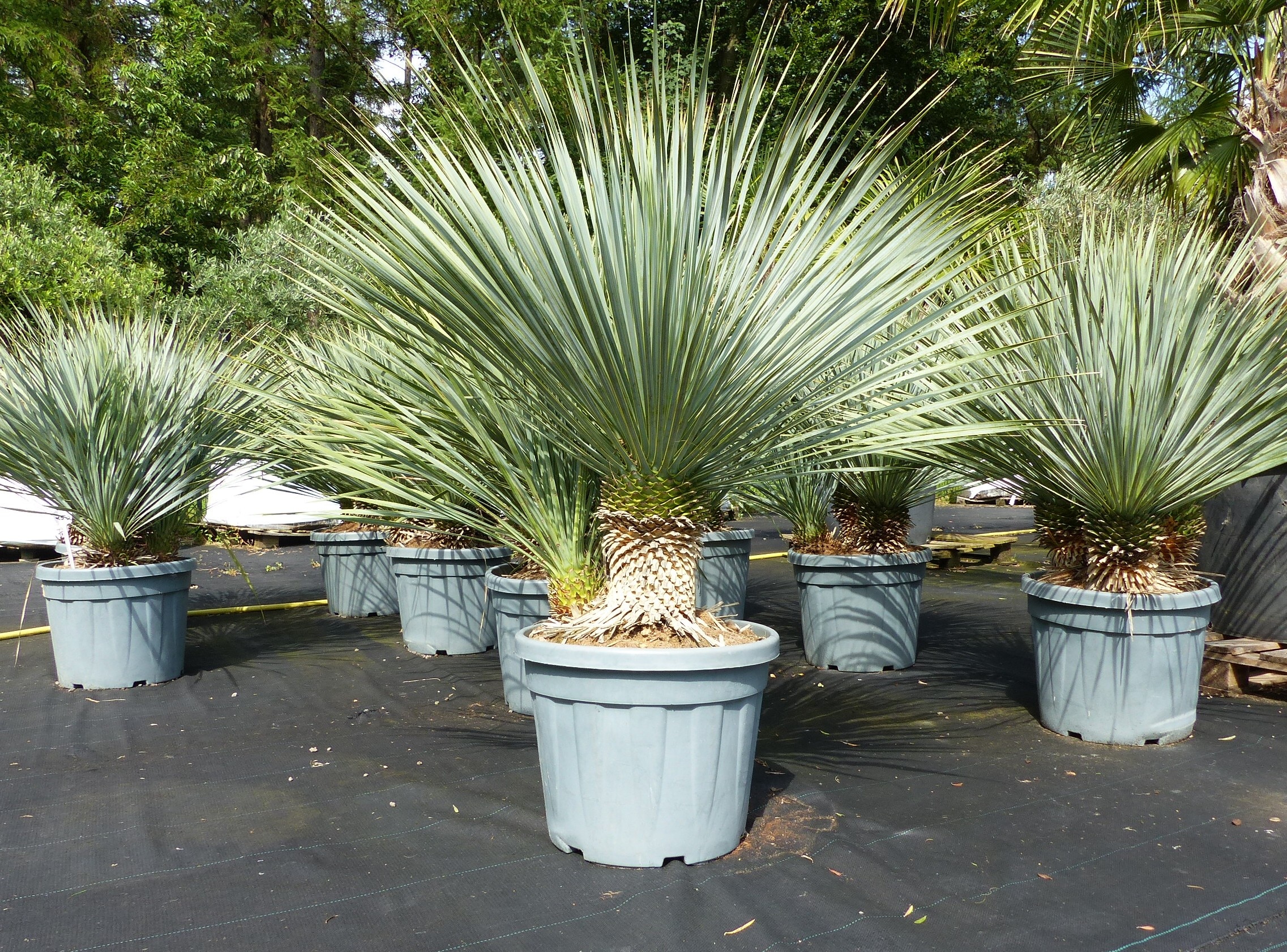 Yucca Rostrata, 2-3 St&auml;mmig, 120 - 140 cm, Stamm 10 - 30 cm winterhart - Bild 1