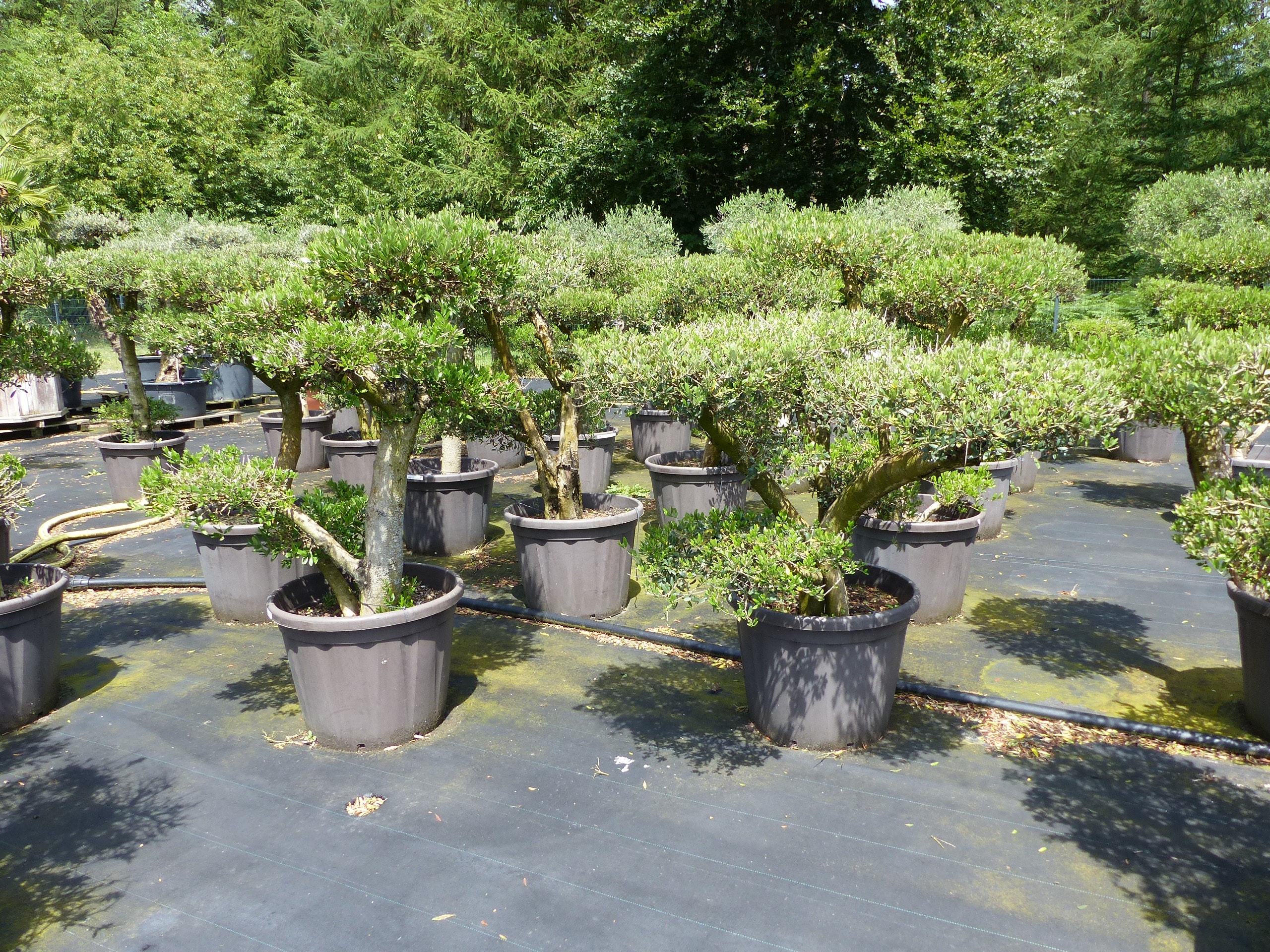 Olivenbaum Olea Europaea als Pon Pon Angebot 130 - 180 cm Bonsai Formgeh&ouml;lz Gartenbonsai Formschnitt winterhart - Bild 1