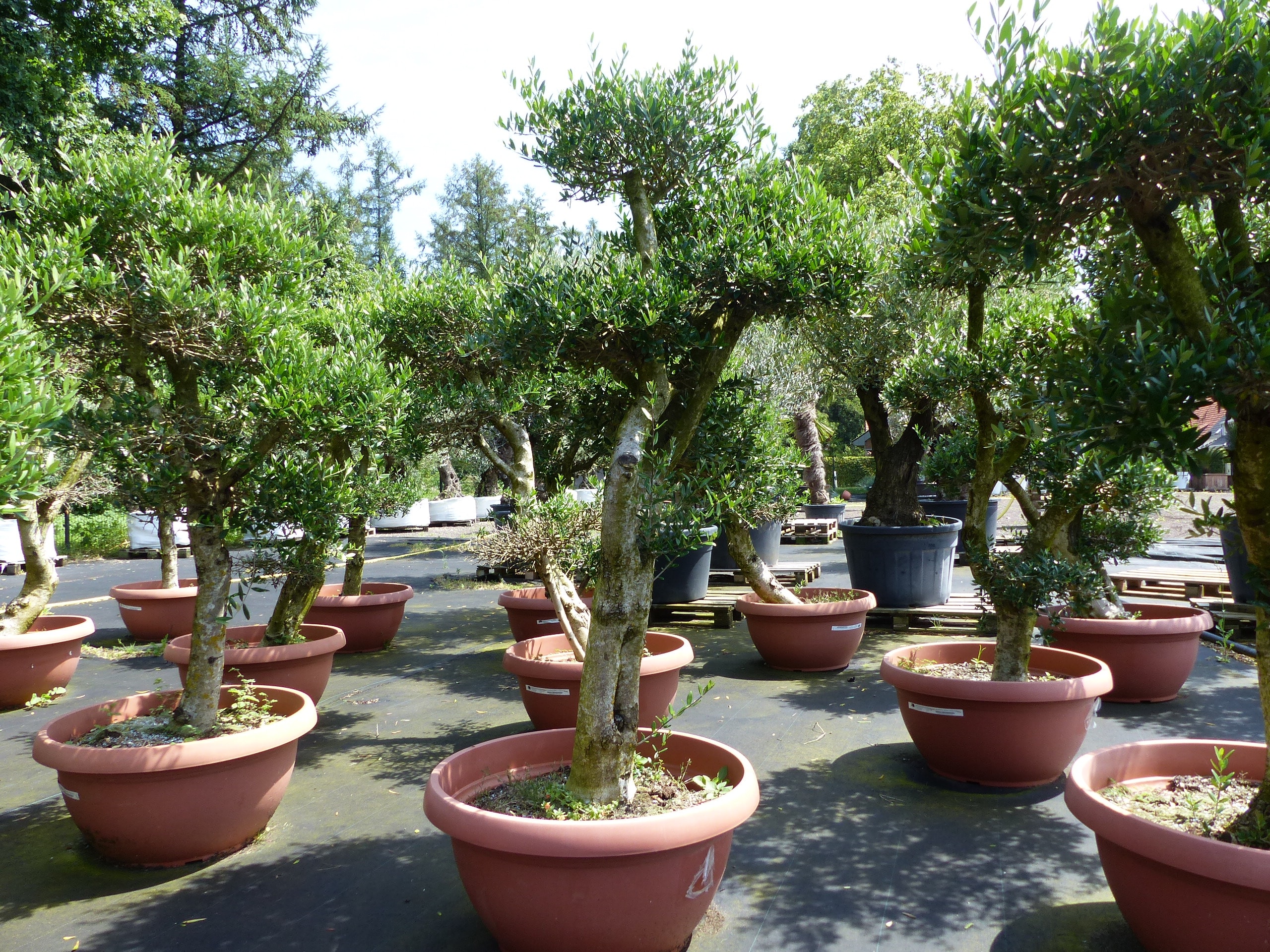 Angebot | Olive Olivenbaum Pon Pon | 160-190cm in 90L-Schale | 5 - 7 Pon Pon | Bonsai Formgeh&ouml;lz, winterhart - Bild 1