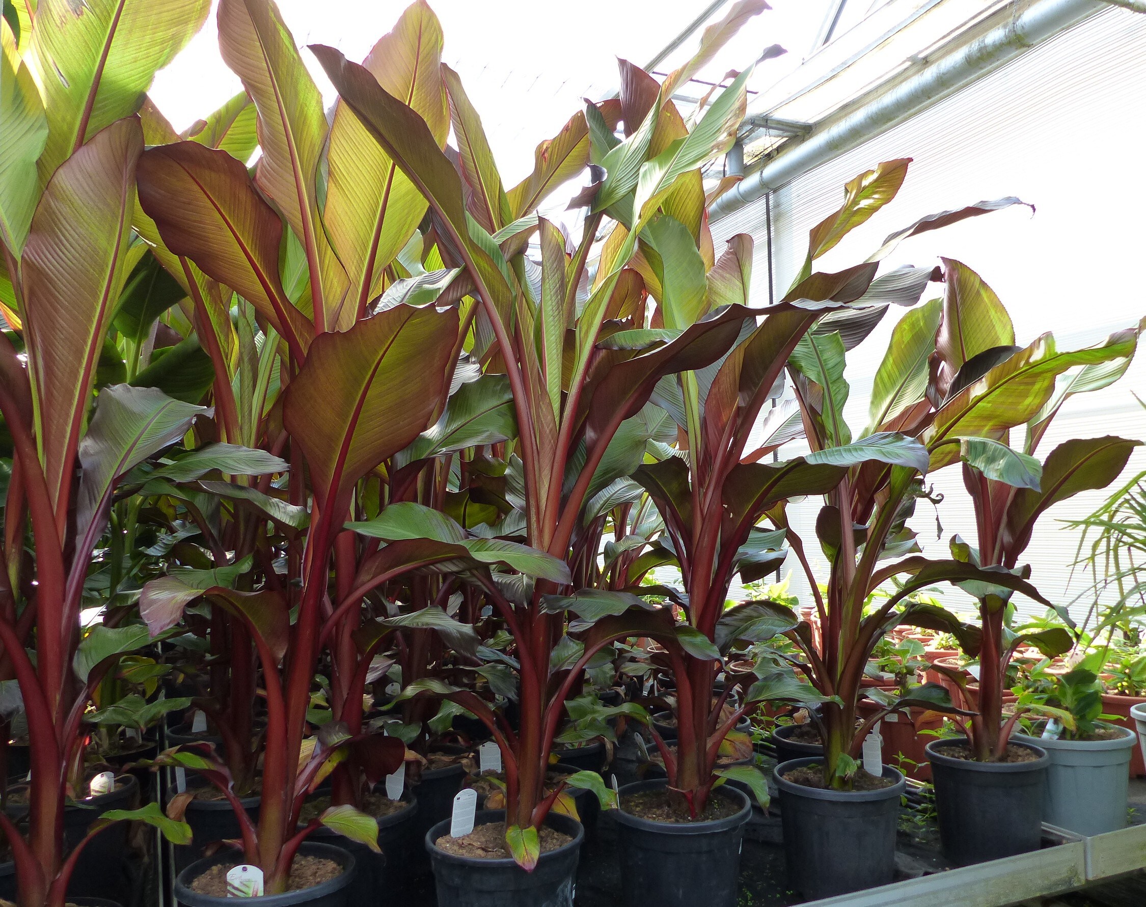 Ensete Ventricosum Maurellii  | Bananenstaude | 120 - 150 cm - Bild 1