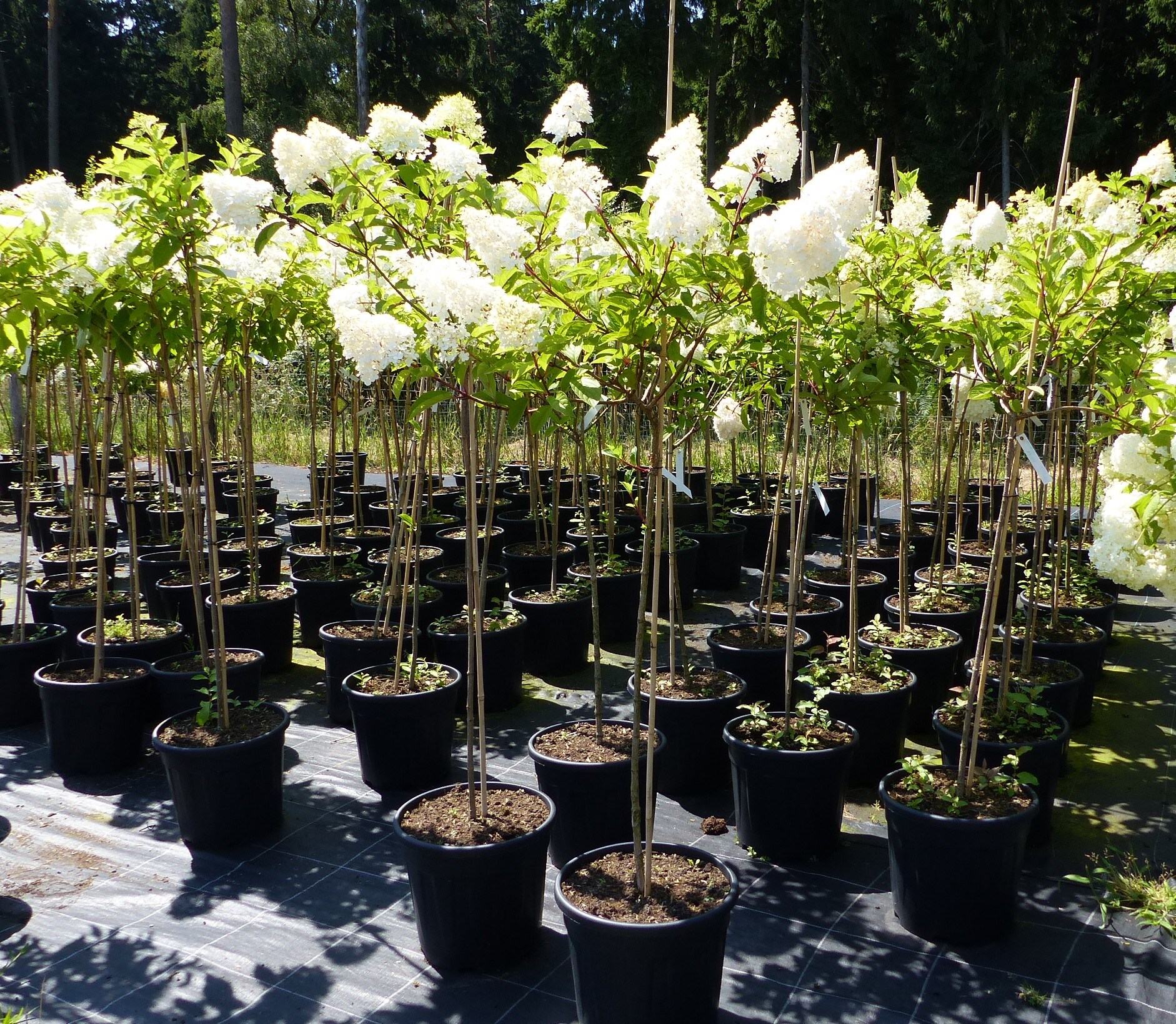 Hortensie Rispenhortensie Stamm 150 - 180 cm Candlelight wei&szlig; Hydrangea Paniculata winterhart - Bild 1