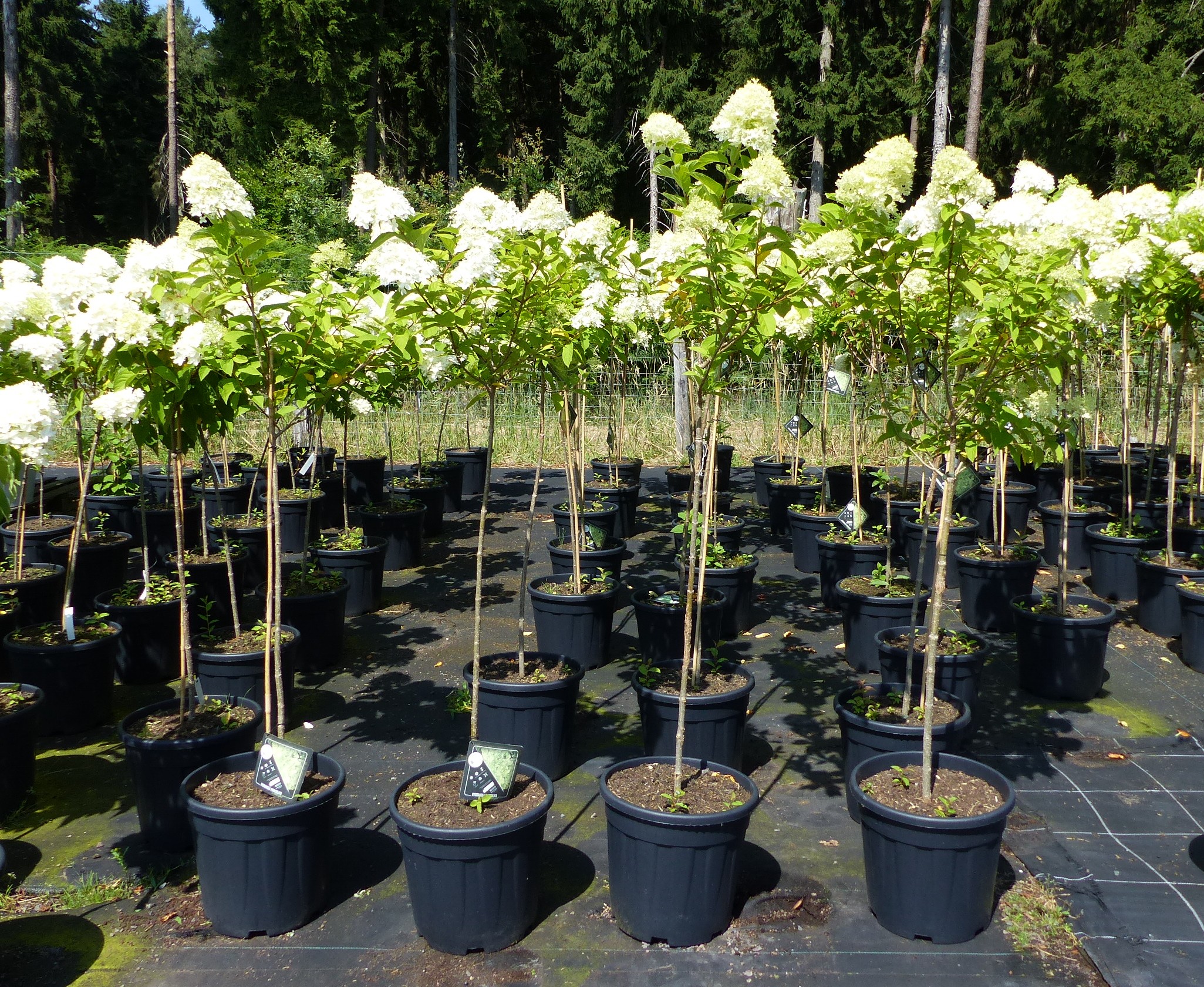 Hortensie Rispenhortensie Stamm 150 - 170 cm Limelight wei&szlig; Hydrangea Paniculata winterhart - Bild 1