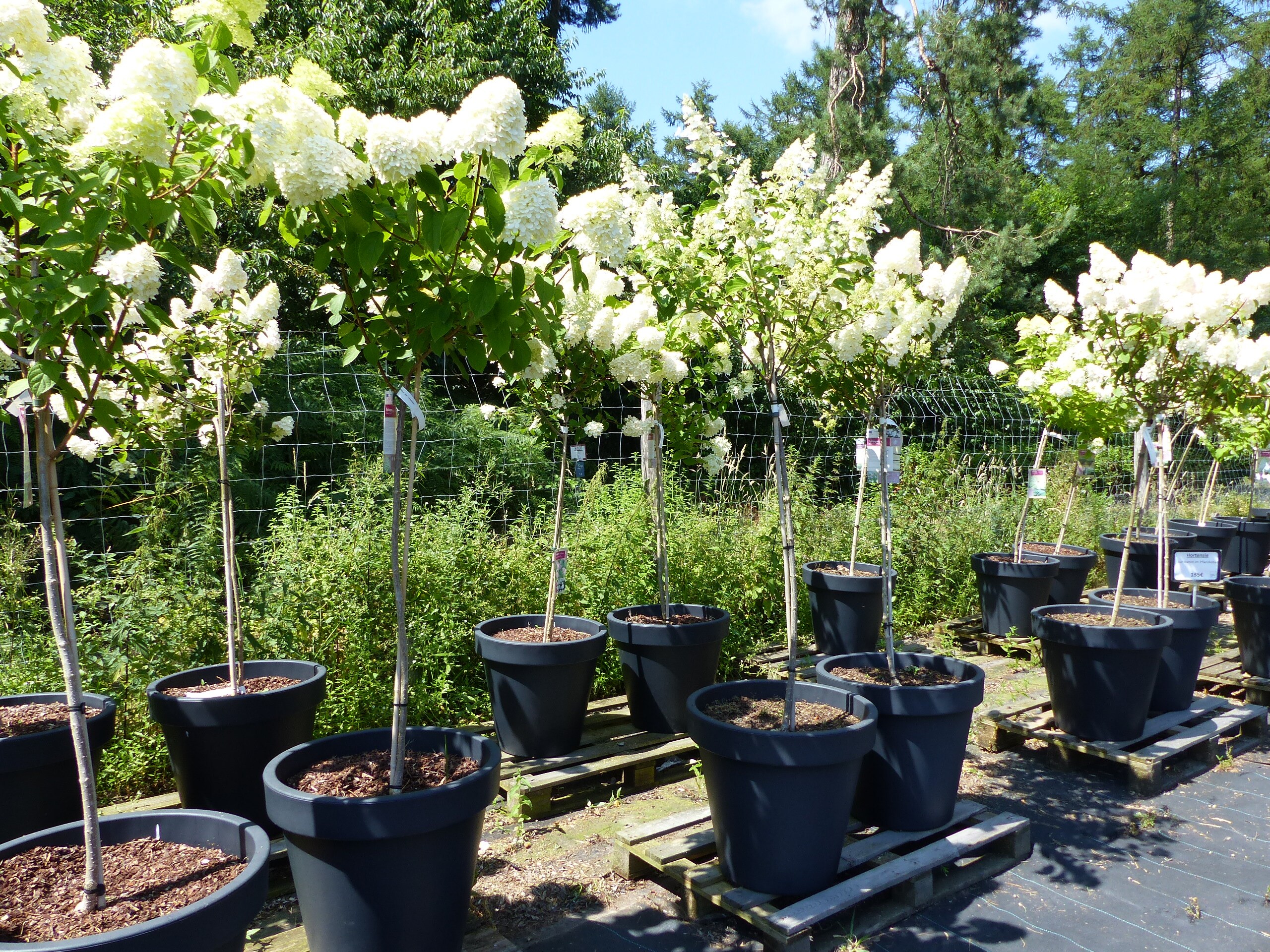 Hortensie Rispenhortensie Stamm im E&K Pflanzk&uuml;bel 200 - 230 cm div. Sorten Hydrangea Paniculata winterhart - Bild 1