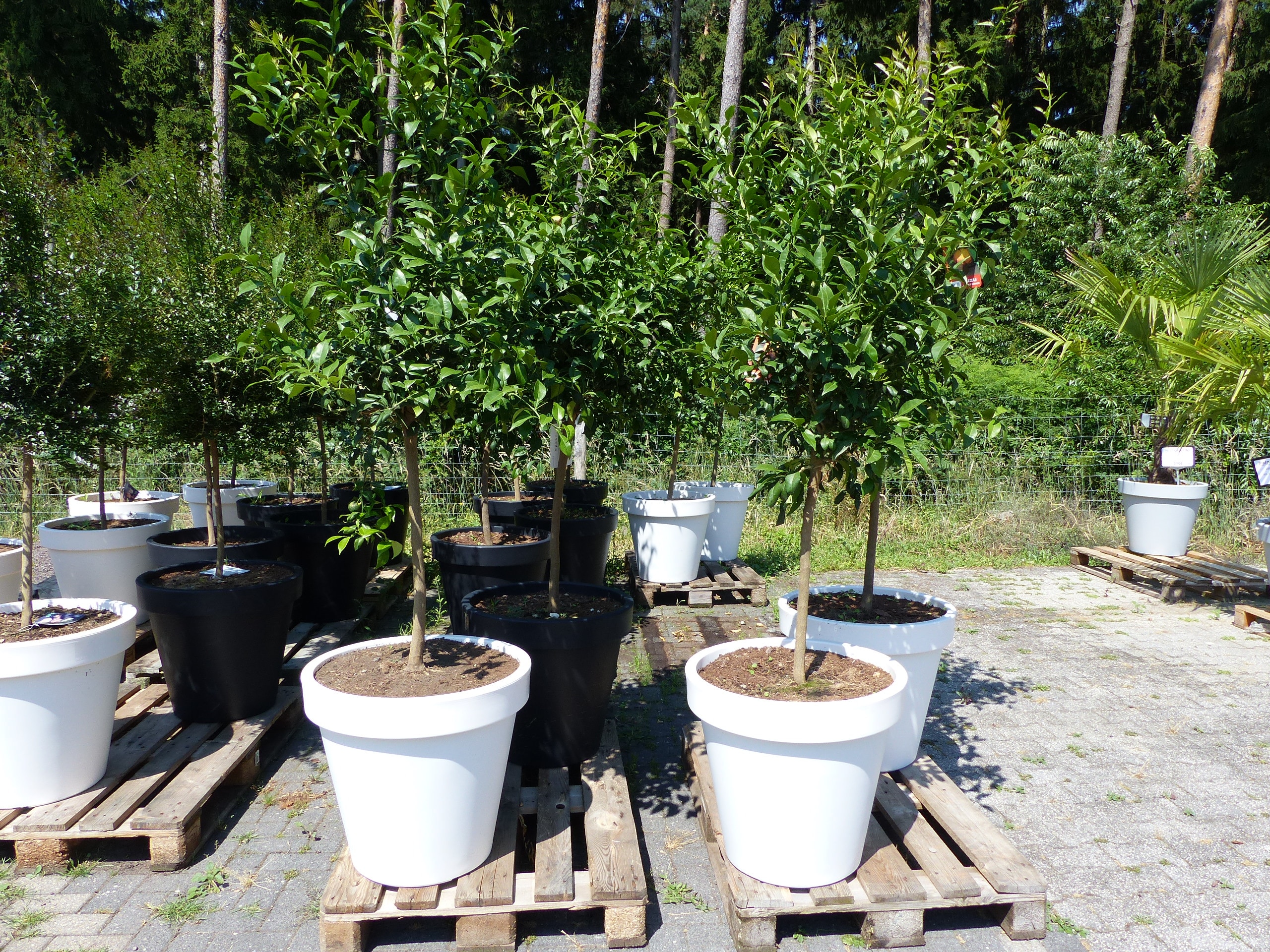 Citrus Yuzu | 190 - 210 cm | im E&K Pflanzk&uuml;bel | Zitronenbaum | Zitrone | japanische Zitrone | winterhart - Bild 1