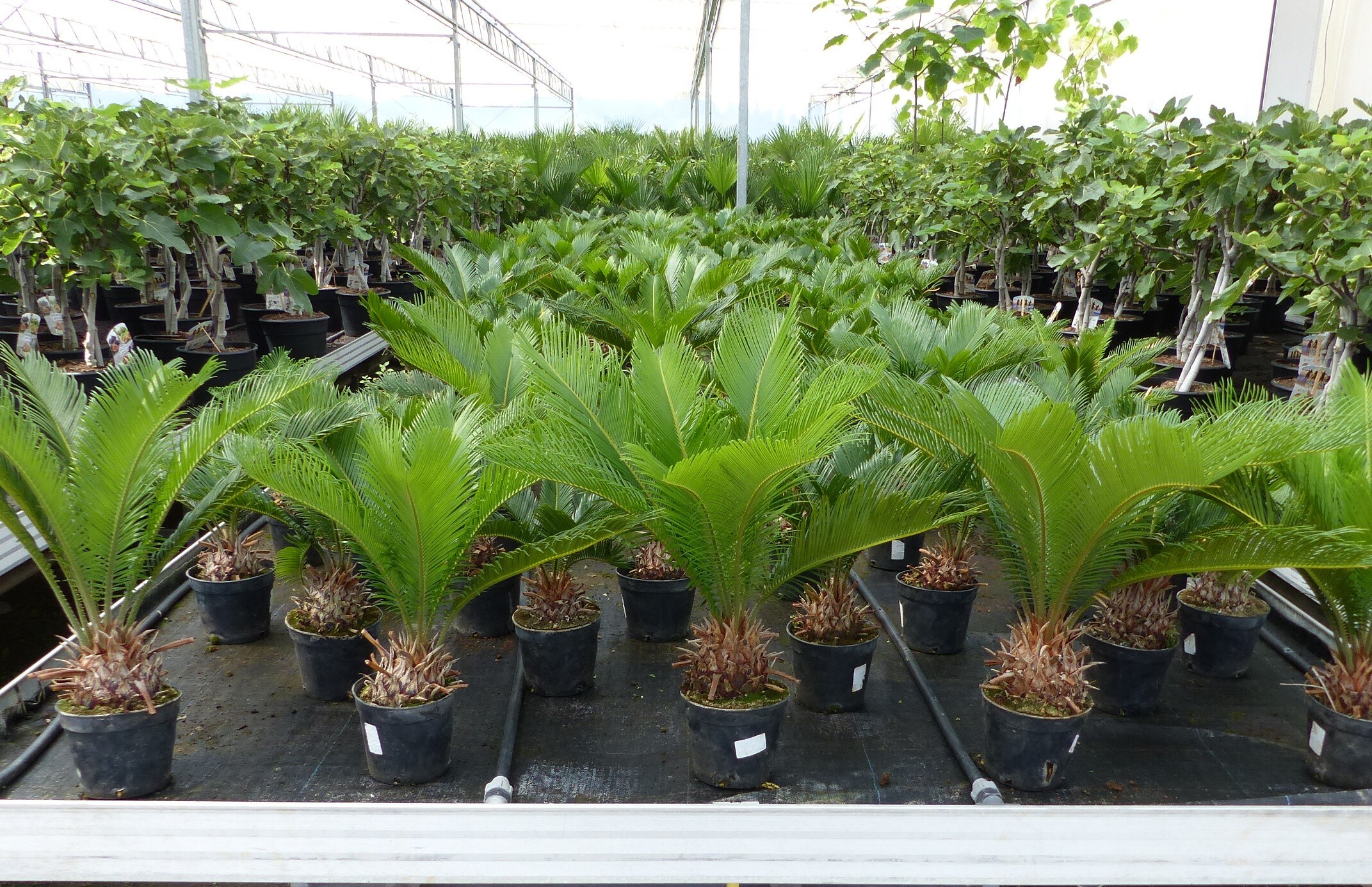 Cycas Revoluta 60 cm Palmfarn Sagopalme Palme, innen + au&szlig;en - Bild 1