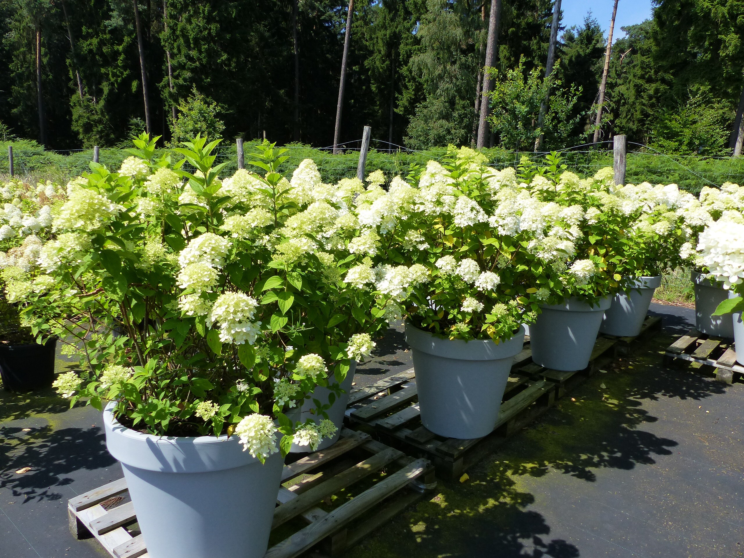 Hortensie Rispenhortensie 'Limelight' im E&K Pflanzk&uuml;bel 120-140 cm Hydrangea Paniculata winterhart - Bild 1