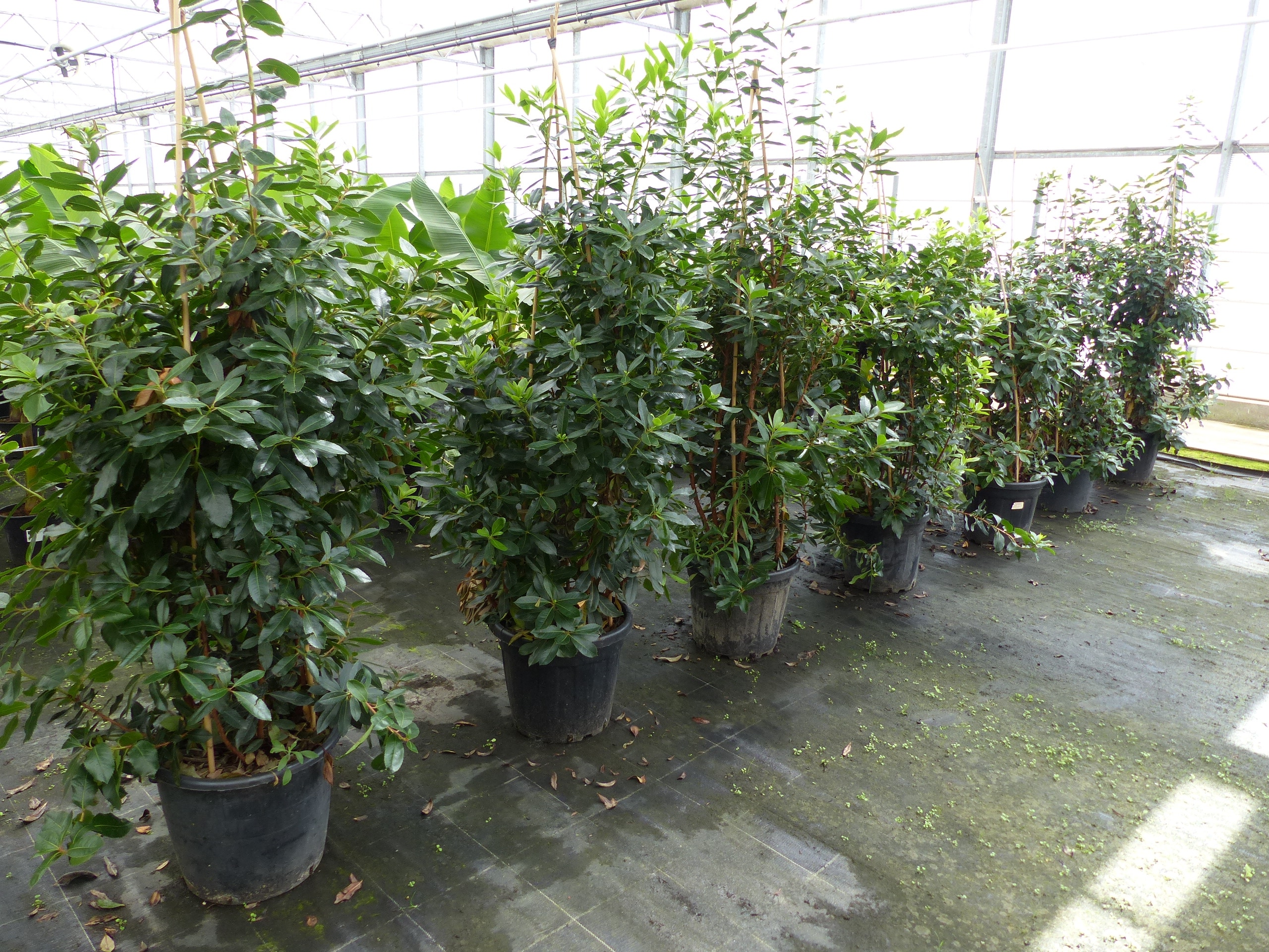 Erdbeerbaum | 170 - 190 cm | Arbutus unedo | veredelt | Premiumqualit&auml;t | winterhart | fruchtreif - Bild 1