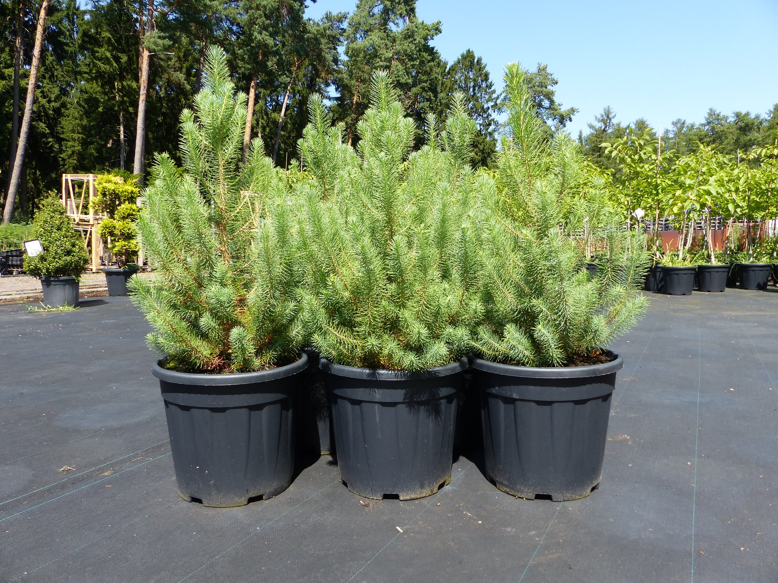 Pinus Pinea Mittelmeerkiefer 100 cm Pinie Kiefer winterhart - Bild 1