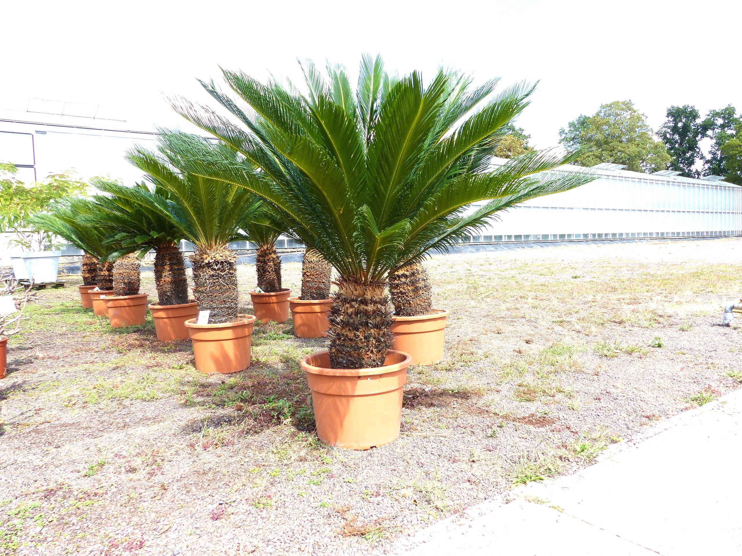 Cycas revoluta 130&ndash;150 cm &ndash; Japanische Sagopalme Palmfarn mit dickem, kr&auml;ftigem Stamm bis zu 90 cm Umfang - Bild 1