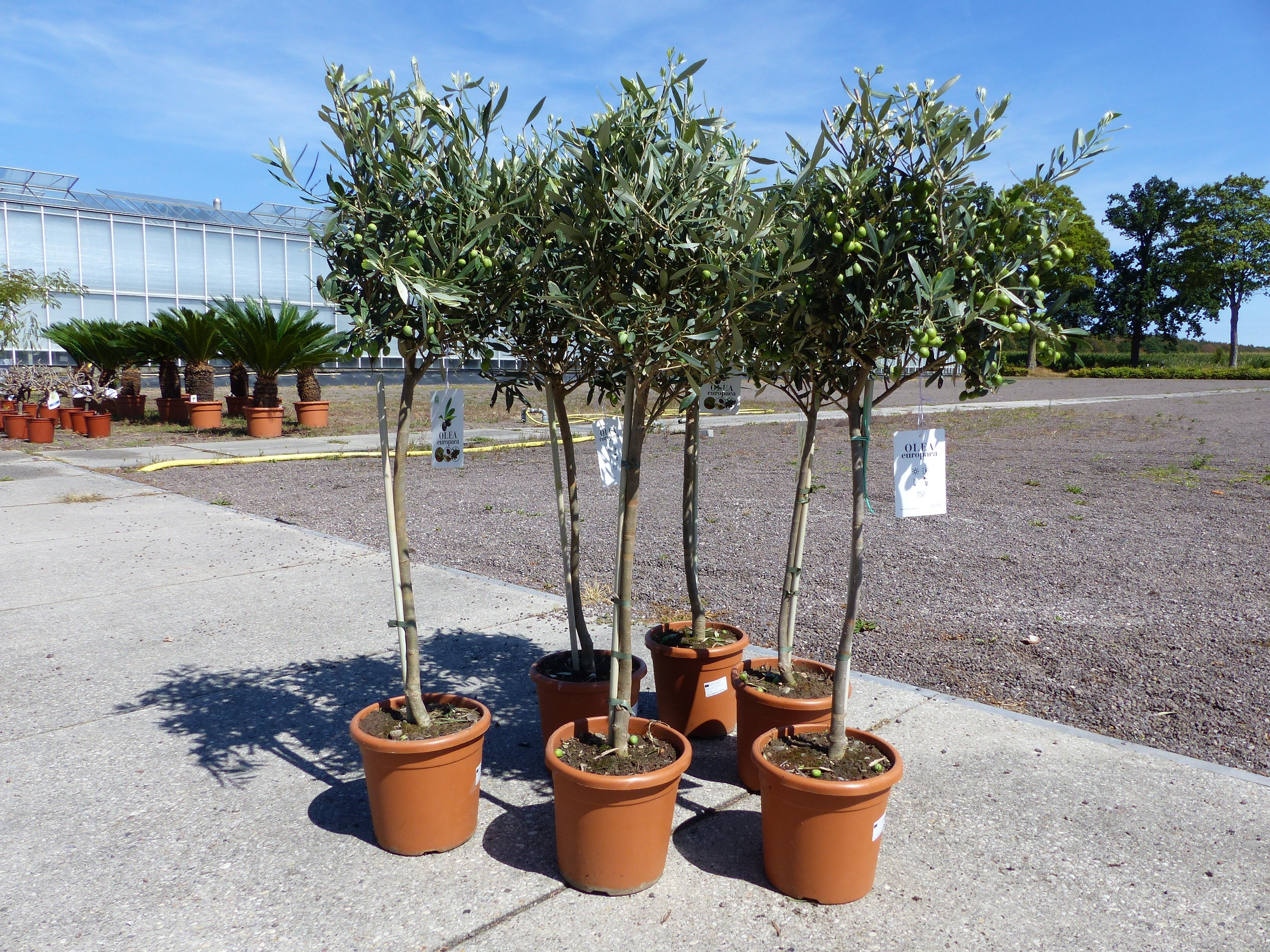 Olivenbaum Stamm Olive 80 - 100 cm hoch, mit vielen Fr&uuml;chten, beste Qualit&auml;t, Olea Europaea - Bild 1