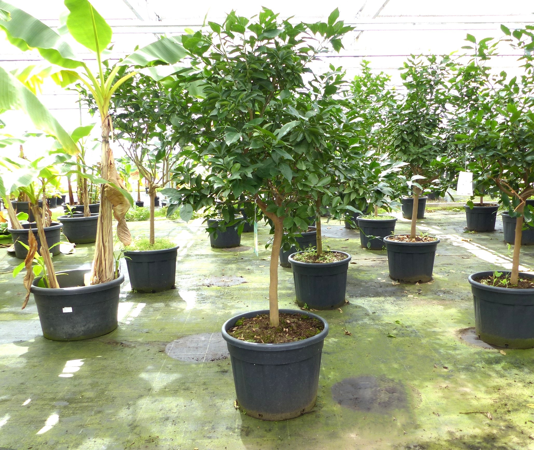 Orangenbaum 190&ndash;210 cm &ndash; Citrus sinensis, gro&szlig;e Citruspflanze, Orange, Obstbaum - Bild 1