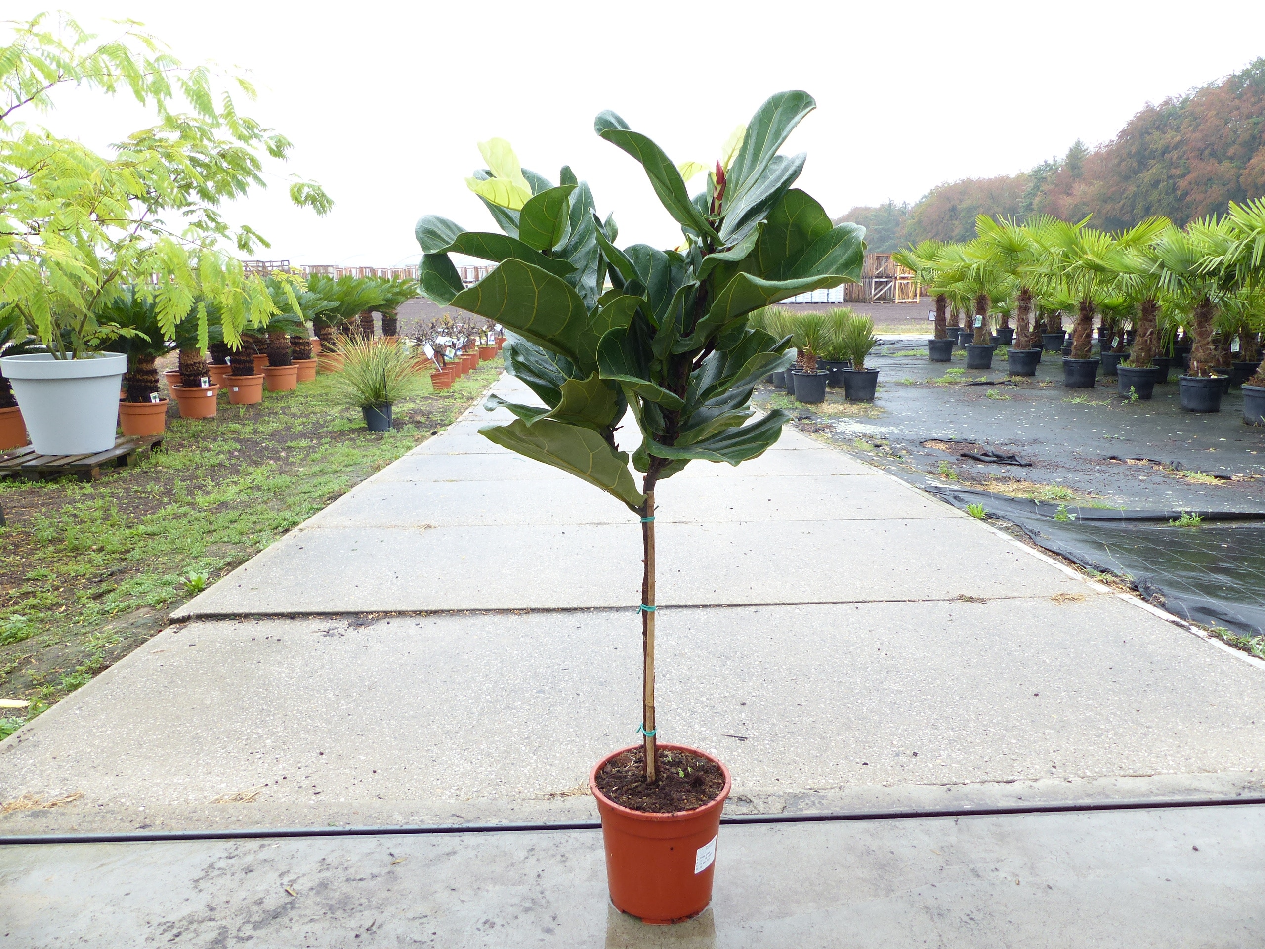 Ficus lyrata | Geigenfeige | Feigenbaum | 125 - 155 cm | Geigenblatt-Ficus | Feige | Stamm | Premiumqualit&auml;t - Bild 1