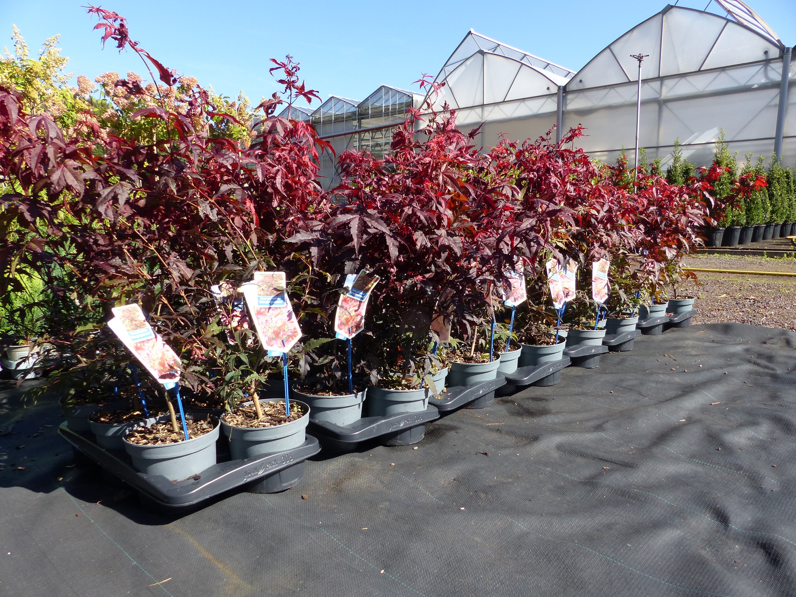 2 St&uuml;ck Ahorn Acer Palmatum Atropurpureum 65 - 85 cm roter F&auml;cherahorn - Bild 1