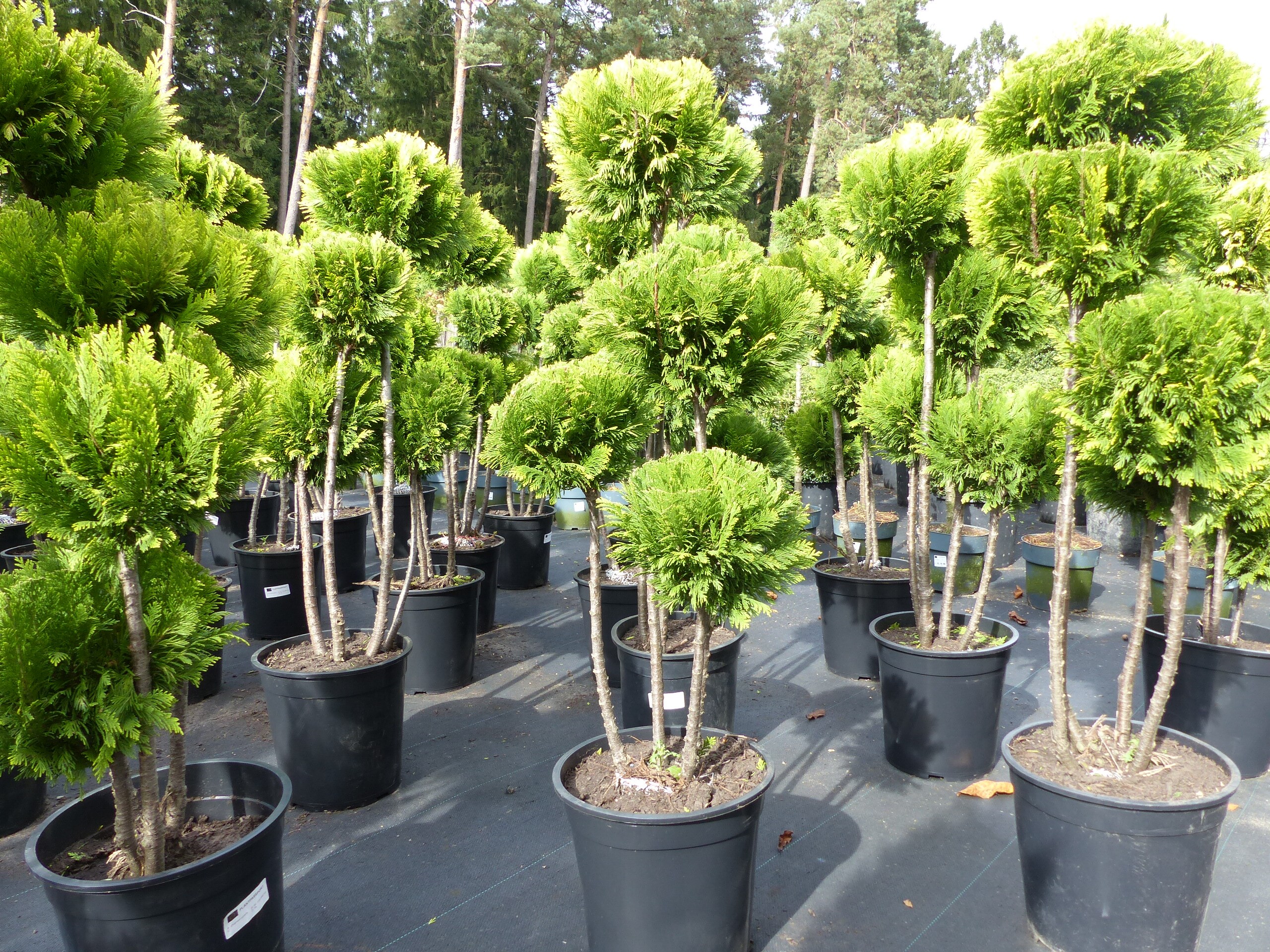 Pon Pon Zypresse Ivonne 100 - 125 cm Formgeh&ouml;lz Chamaecyparis lawsoniana - Bild 1