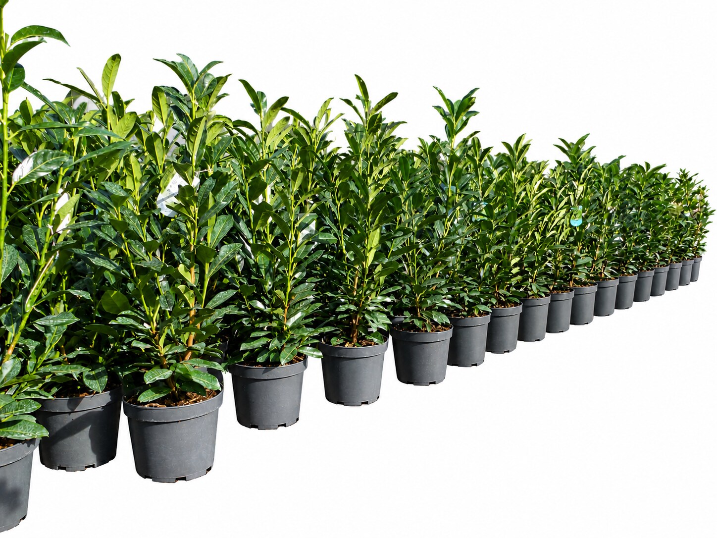 Kirschlorbeer Caucasica 5 St&uuml;ck 90 - 110 cm Prunus laurocerasus Caucasica, immergr&uuml;ne Hecke - Bild 1