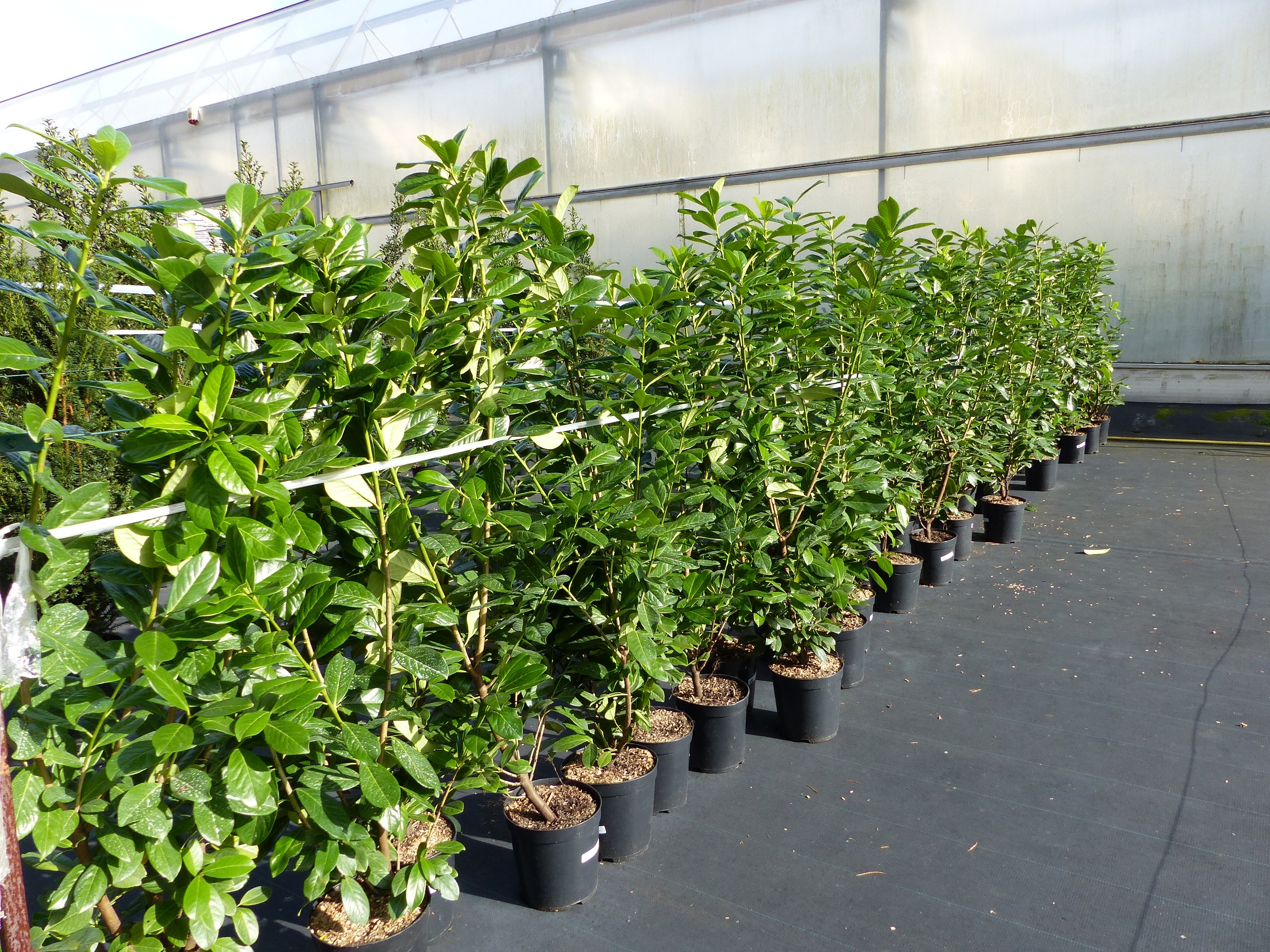 Kirschlorbeer Novita 150 - 170 cm Hecke, immergr&uuml;n, winterhart - Bild 1