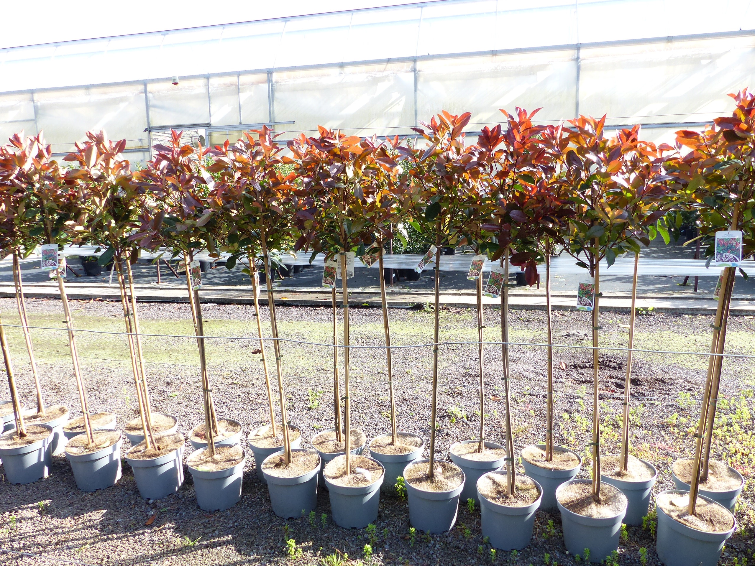 2 St&uuml;ck Photinia Fraseri Hochstamm 160 - 180 cm Red Robin Glanzmispel winterhart - Bild 1