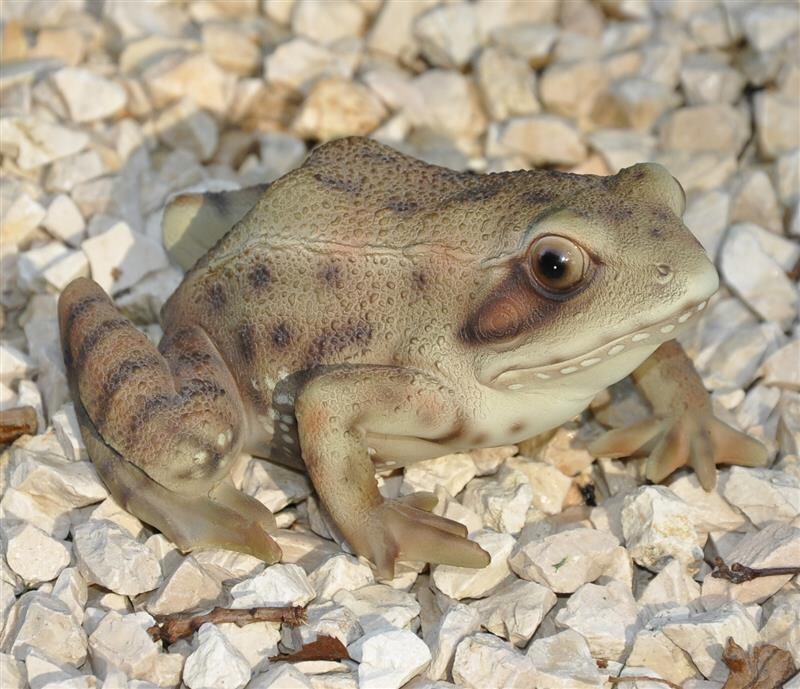 Dazikemo Gartenfigur Teichfigur Dekofigur Frosch | 04251639205021