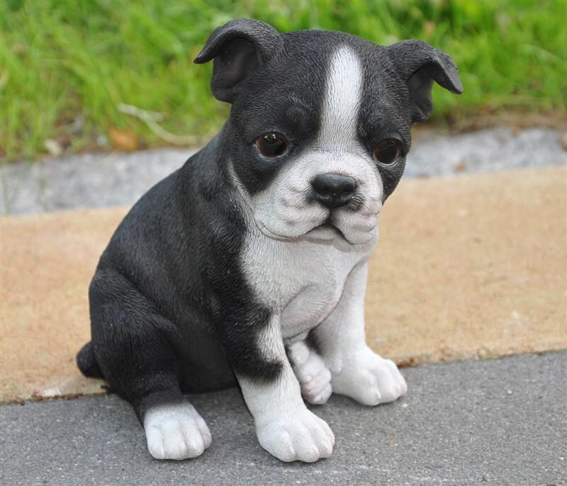 Dazikemo Dekofigur Gartenfigur Boston Terrier | 04251639205502