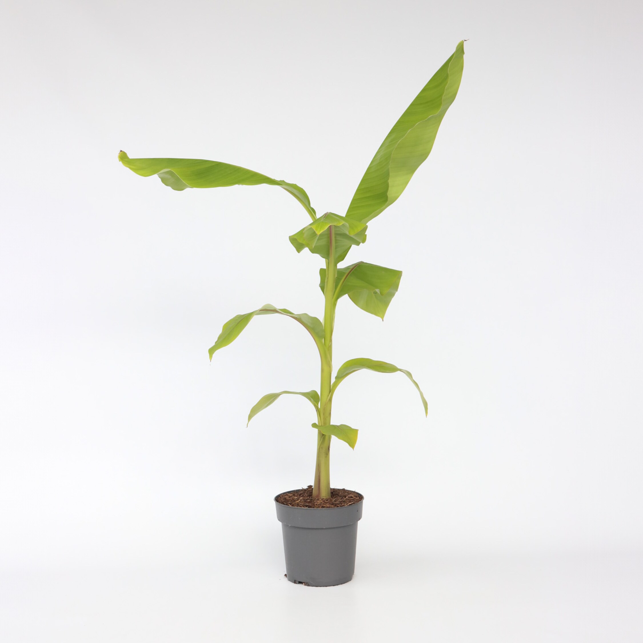 Plant in a Box - Bananenpflanze - Musa basjoo - H&ouml;he 55-70cm - Topf 21cm - Bild 1