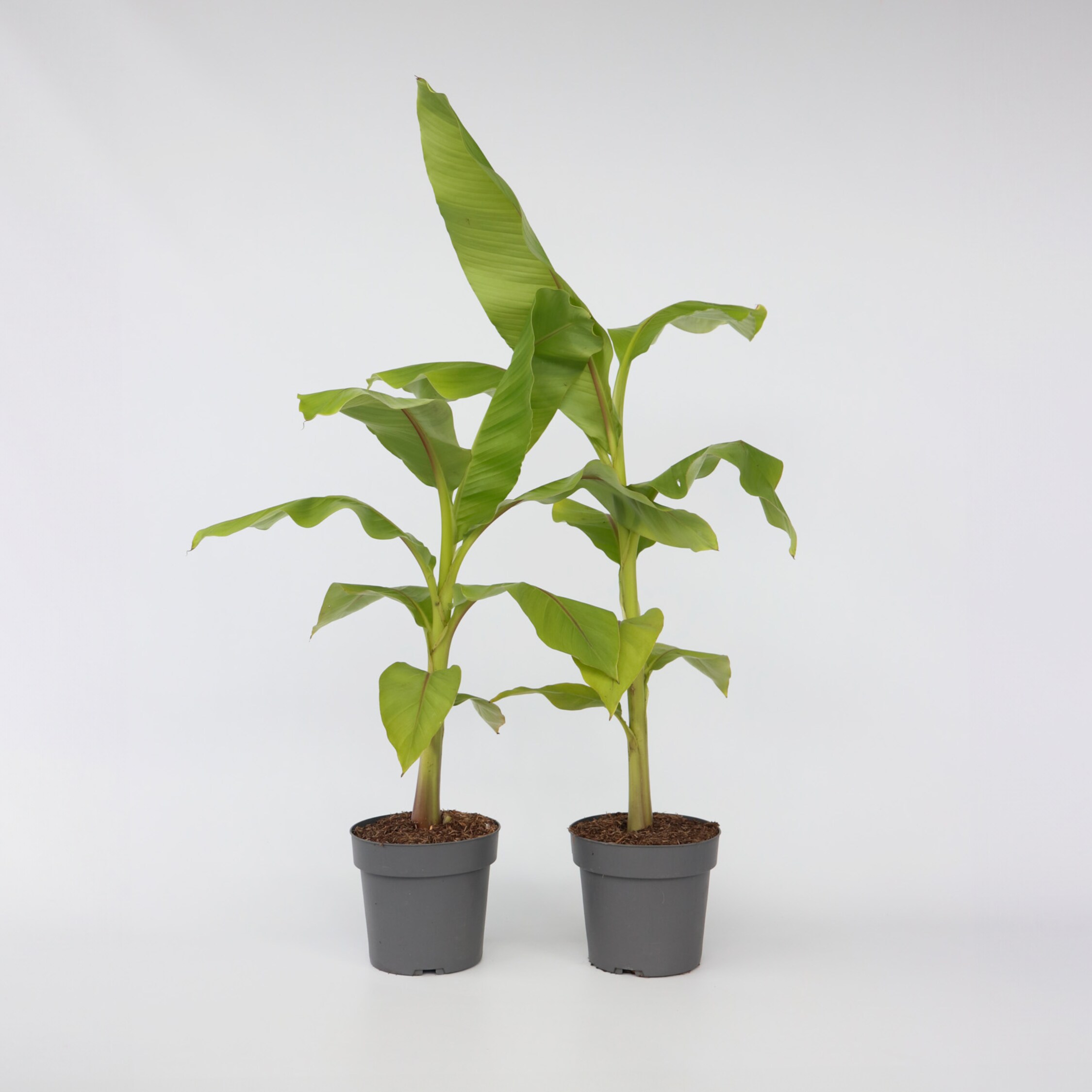 Plant in a Box - Bananenpflanze - 2 Stk - Musa basjoo - H&ouml;he 55-70cm - Topf 21cm - Bild 1