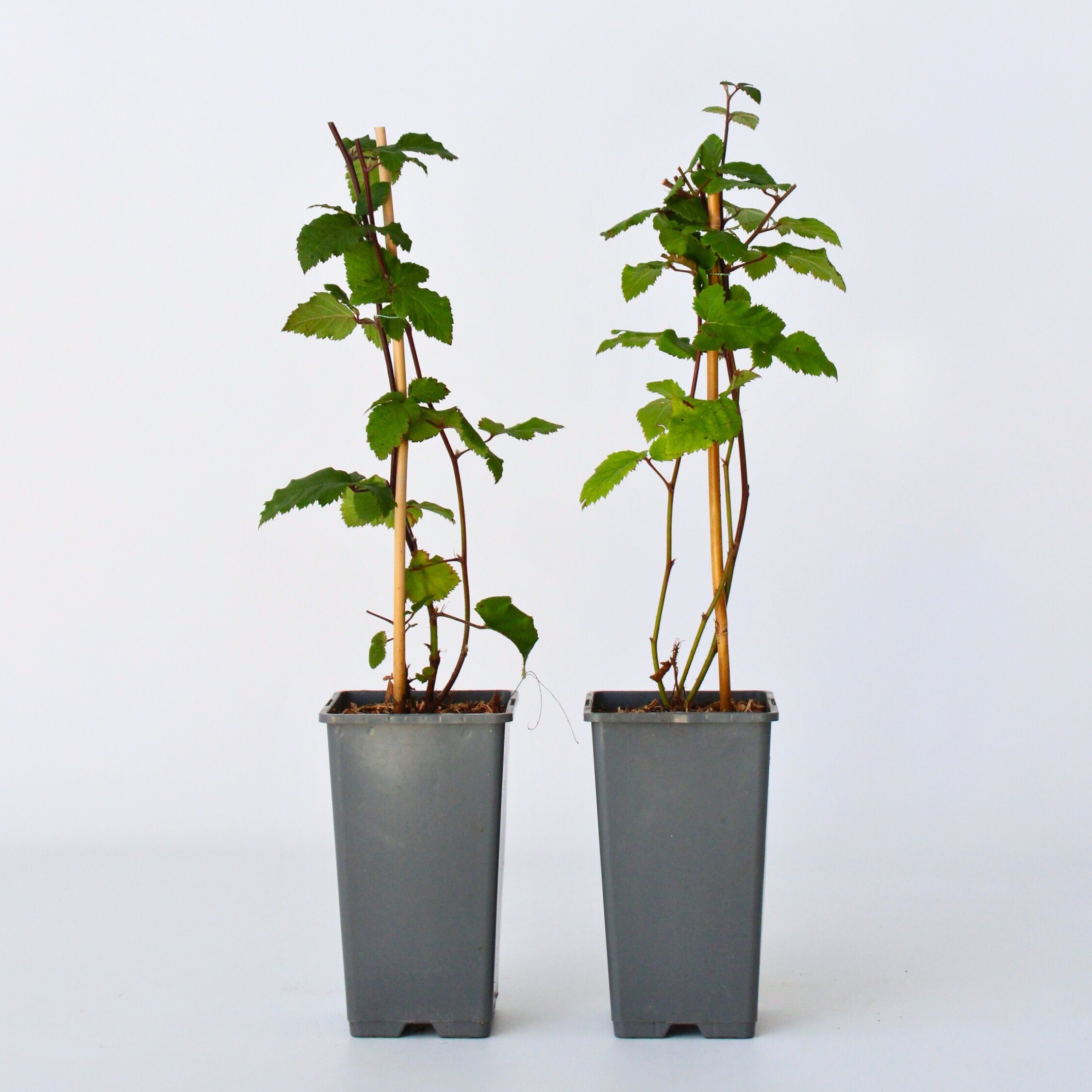 Plant in a Box - Brombeerpflanzen - 2 Stk - Rubus fruticosus 'Thornfree' - H&ouml;he 50-60cm - Topf 15cm - Bild 1