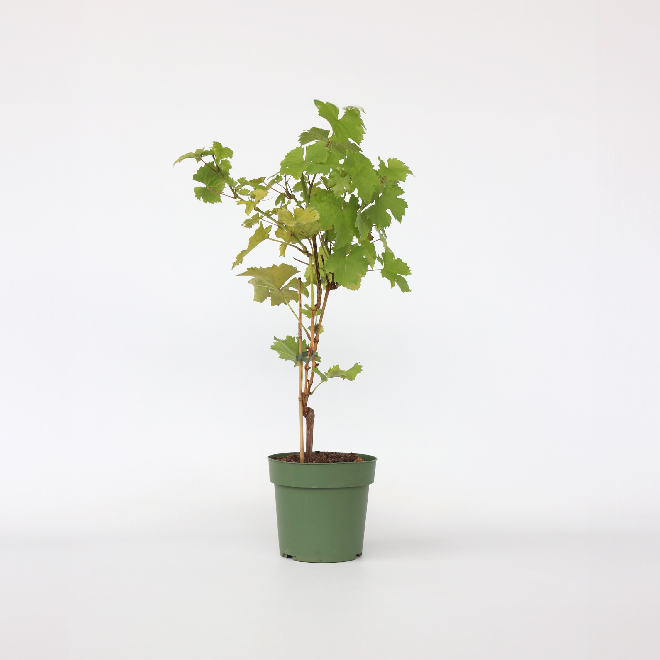 Plant in a Box - Traubenpflanze - Vitis vinifera &lsquo;Himrod&rsquo; - H&ouml;he 60-75cm - Topf 21cm - Bild 1