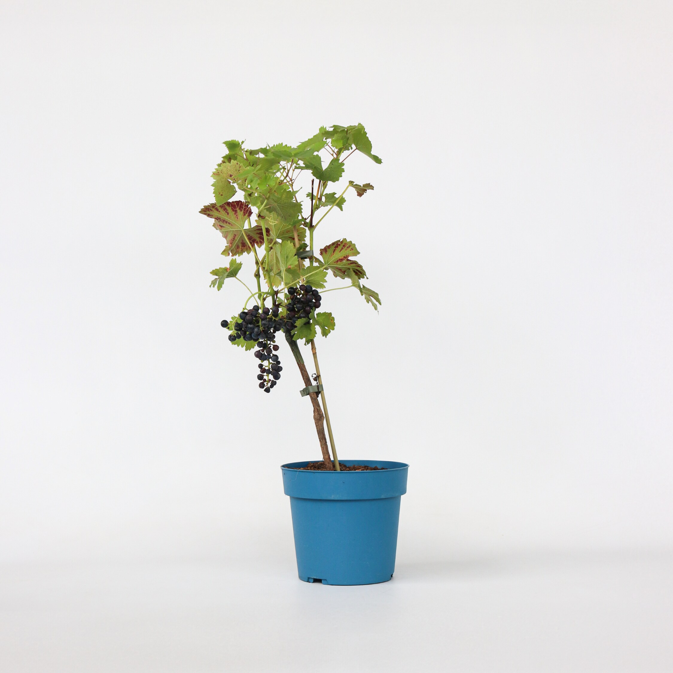 Plant in a Box - Traubenpflanze - Vitis vinifera &lsquo;Nero&rsquo; - H&ouml;he 60-75cm - Topf 21cm - Bild 1