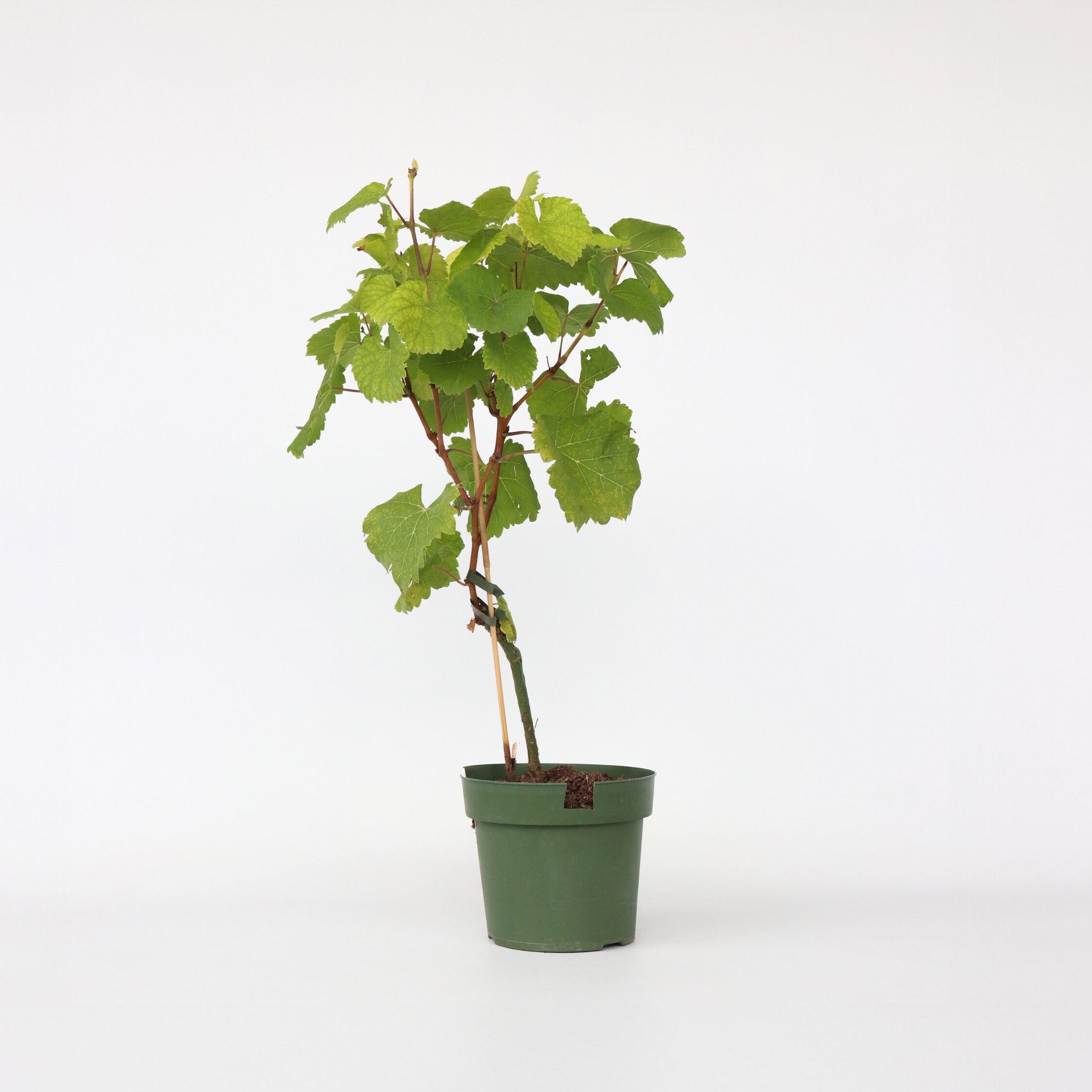 Plant in a Box - Traubenpflanze - Vitis vinifera &lsquo;Vanessa&rsquo; - H&ouml;he 60-75cm - Topf 21cm - Bild 1