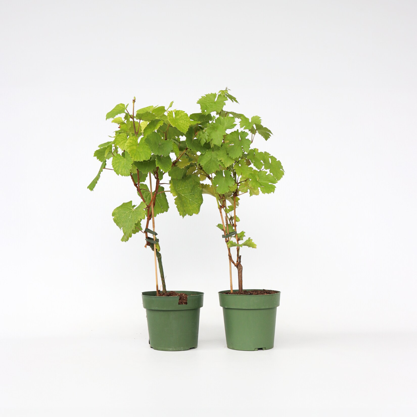 Plant in a Box – Traubenpflanzen – 2 Stk – Vitis ‘Himrod’, Vitis ‘Vanessa’ – Höhe 60-75cm – Topf 21cm | 06097243990995