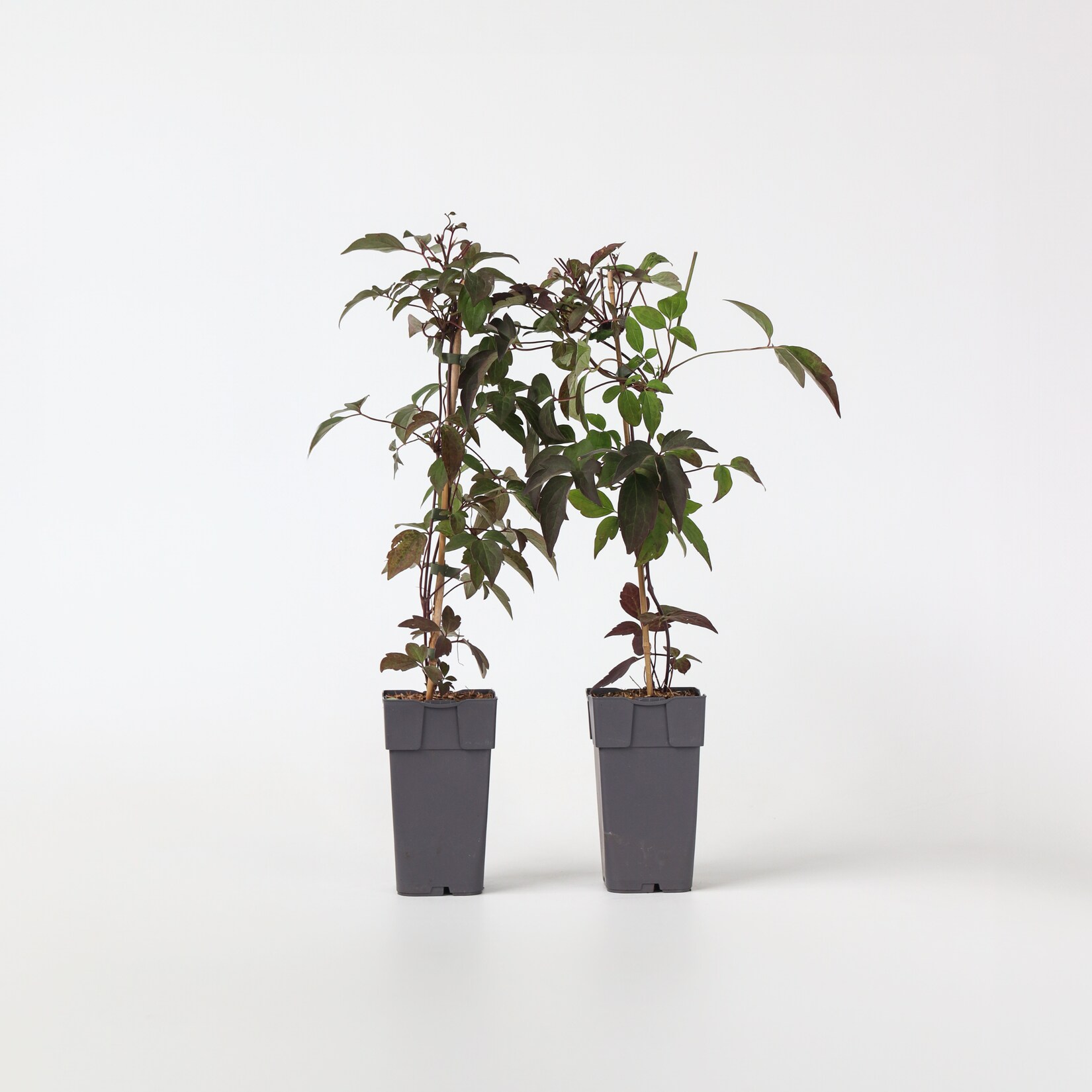Plant in a Box – Klematis – 2 Stk – Clematis montana ‚Fragrant Spring‘ – Höhe 60-70cm – Topf 15cm | 06097223984983
