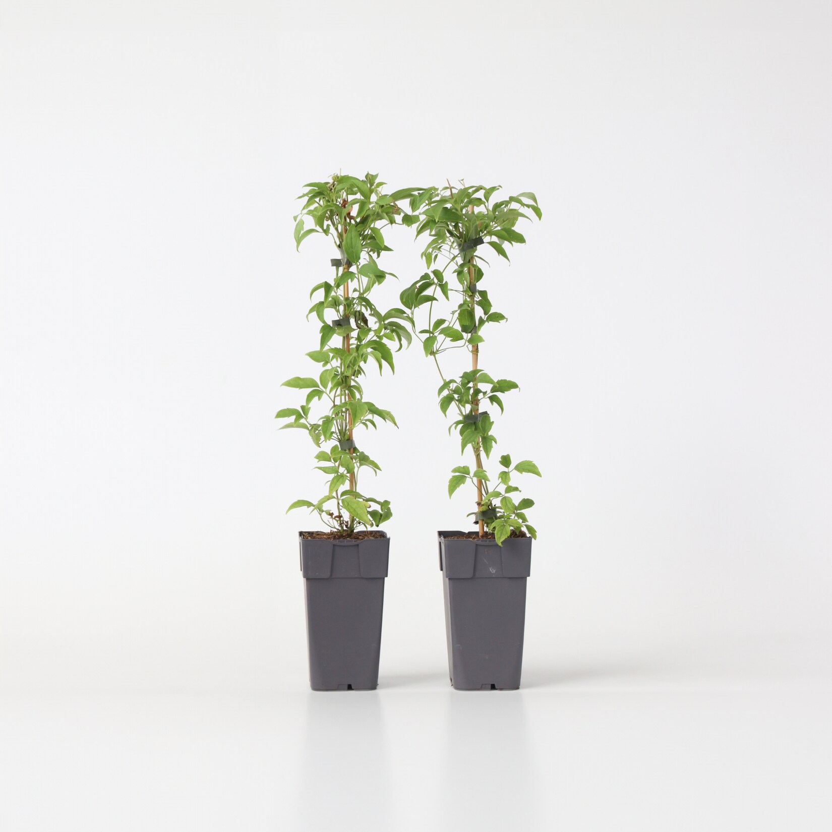 Plant in a Box – Klematis – 2 Stk – Clematis montana ‚Grandiflora‘ – Höhe 60-70cm – Topf 15cm | 06097222262204