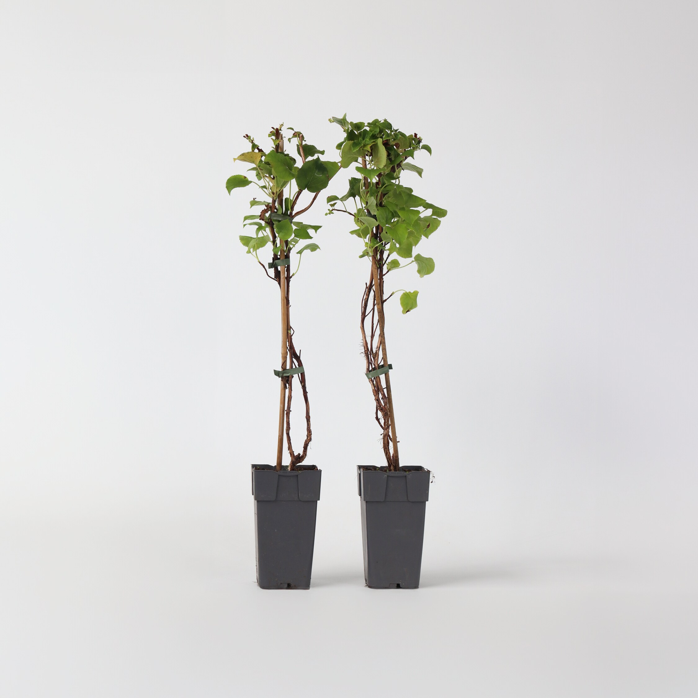 Plant in a Box - Hortensie - 2 Stk - Hydrangea anomale Petiolaris - H&ouml;he 60-70cm - Topf 15cm - Bild 1