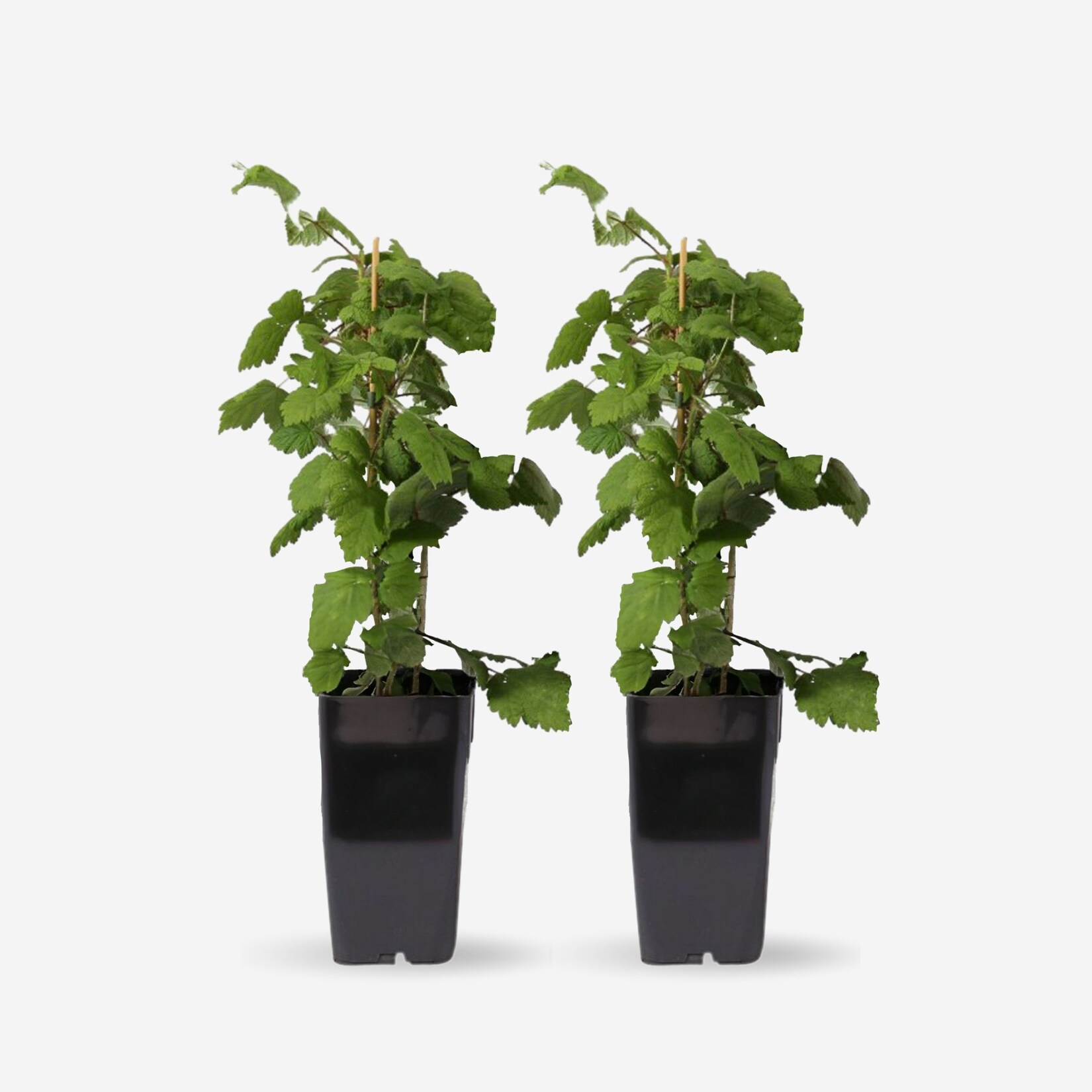 Plant in a Box – Japanische Weinbeere – Set mit 2 – Rubus phoenicolasius – Höhe 50-60cm – ø15cm | 08721278903207