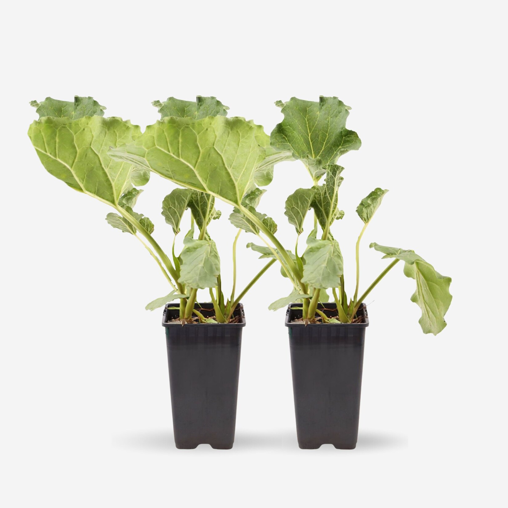 Plant in a Box – Rhabarber – Set 2 – Rheum rhabarbarum – Höhe 50-60cm – ø15cm | 08721278903191