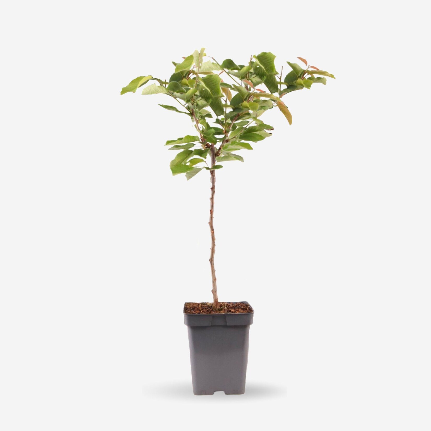 Plant in a Box – Kirschbaum – Prunus avium – Süßkirsche – Höhe 90-110cm – Topf 23cm | 08721278903184