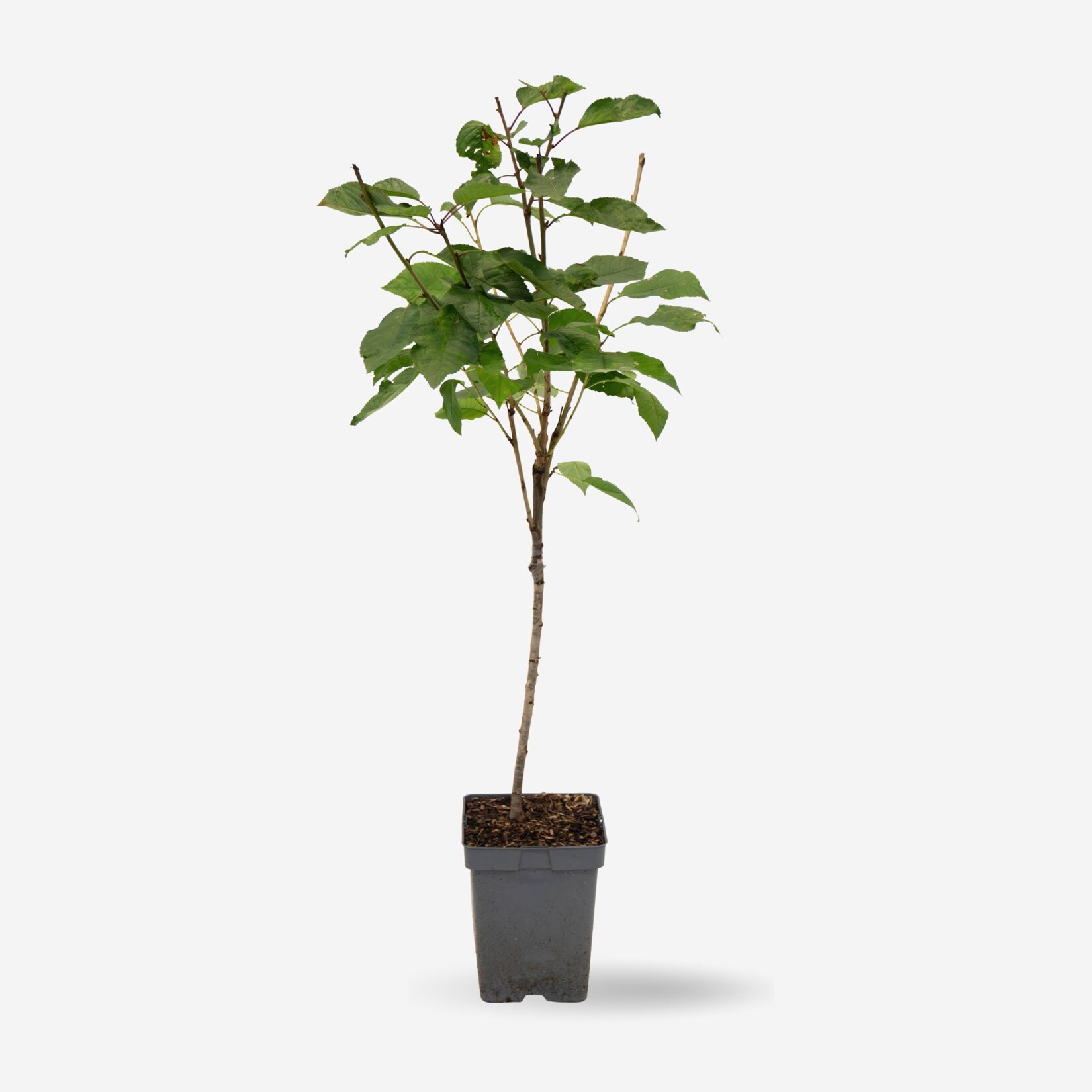 Plant in a Box – Kirschbaum – Prunus avium ‚Stella‘ – Süßkirsche – Höhe 90-110cm – Topf 23cm | 08721278903177