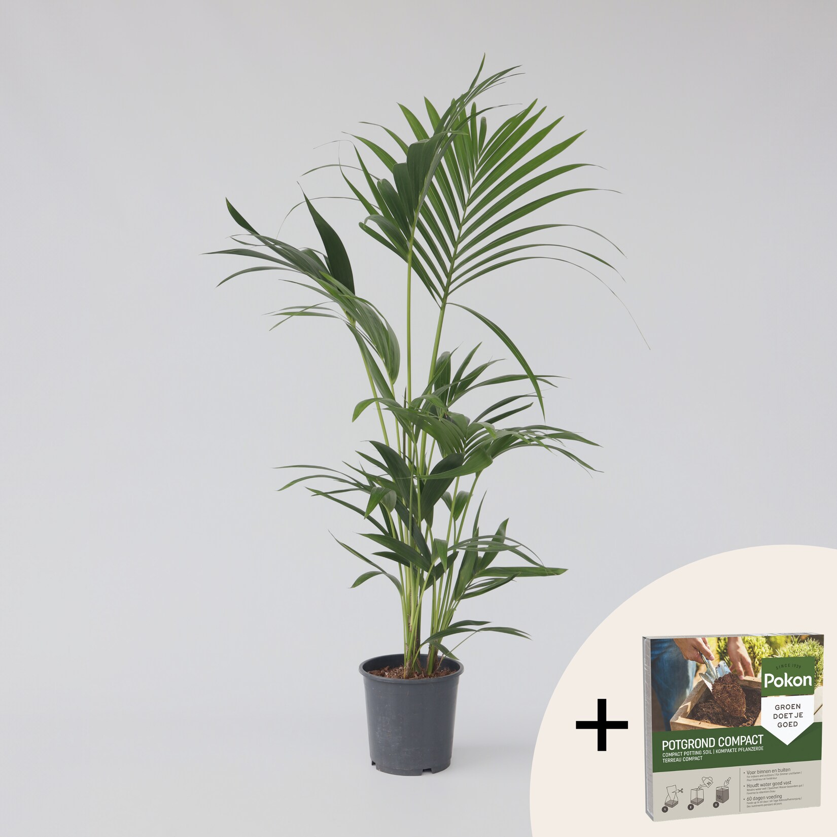 Plant in a Box – Kentia Palme – Howea forsteriana – Höhe 90-100cm – Topf 18cm | 08721278901807