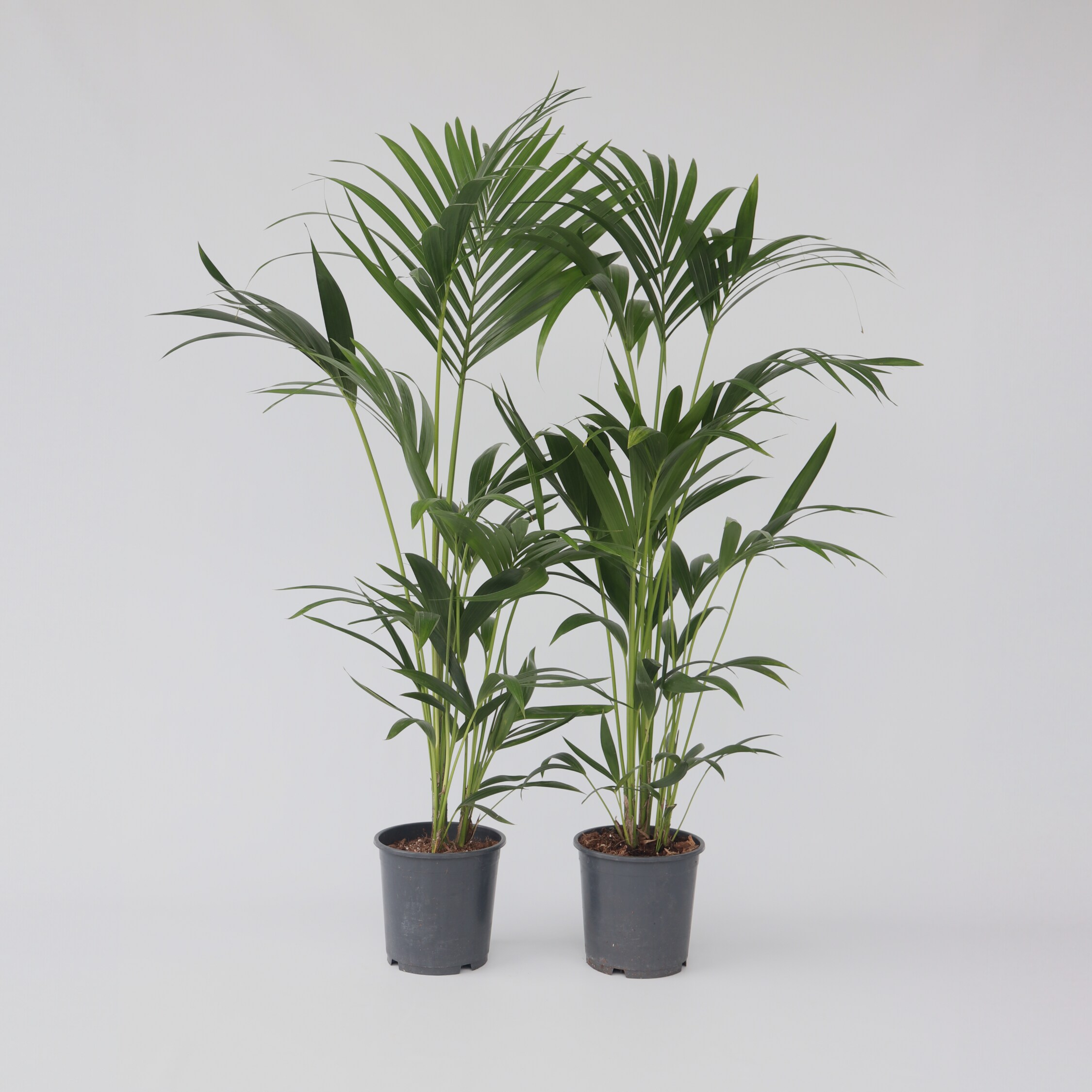 Plant in a Box - Kentia Palme - 2 Stk - Howea forsteriana - H&ouml;he 90-100cm - Topf 18cm - Bild 1