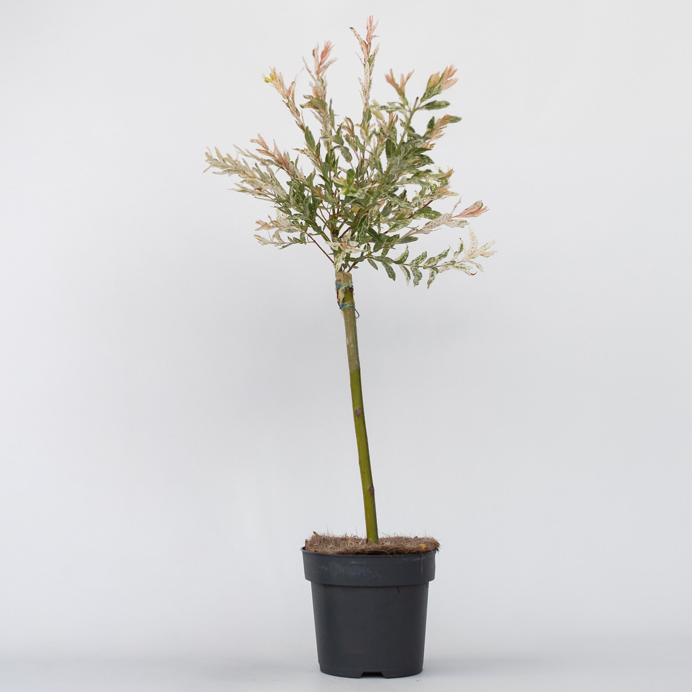Plant in a Box - Zierweide - Salix integra 'Flamingo' - H&ouml;he 60-80cm - Topf 17cm - Bild 1