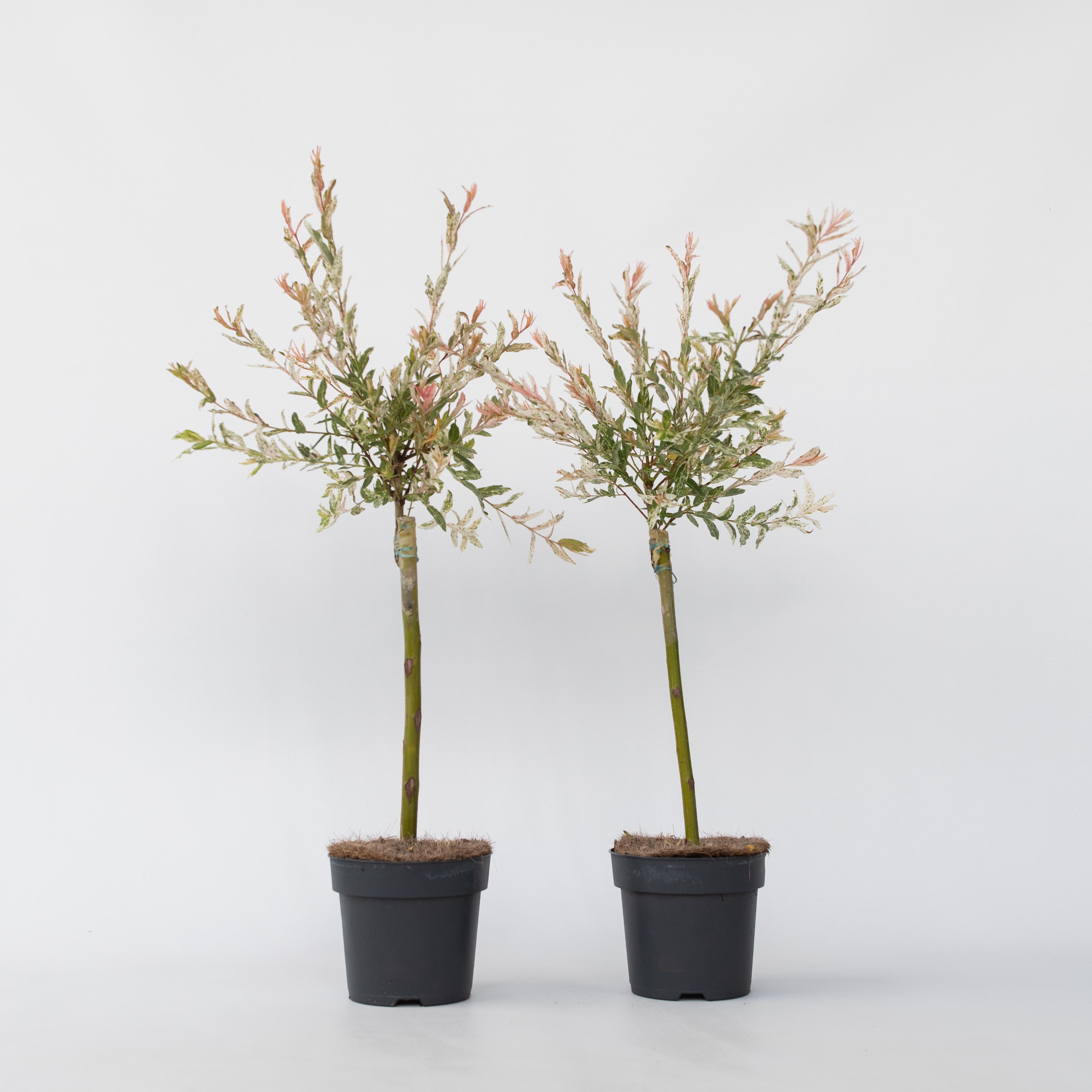Plant in a Box - Schweizer Zwergweide - 2 Stk - Salix integra 'Flamingo' - H&ouml;he 60-80cm - Topf 17cm - Bild 1