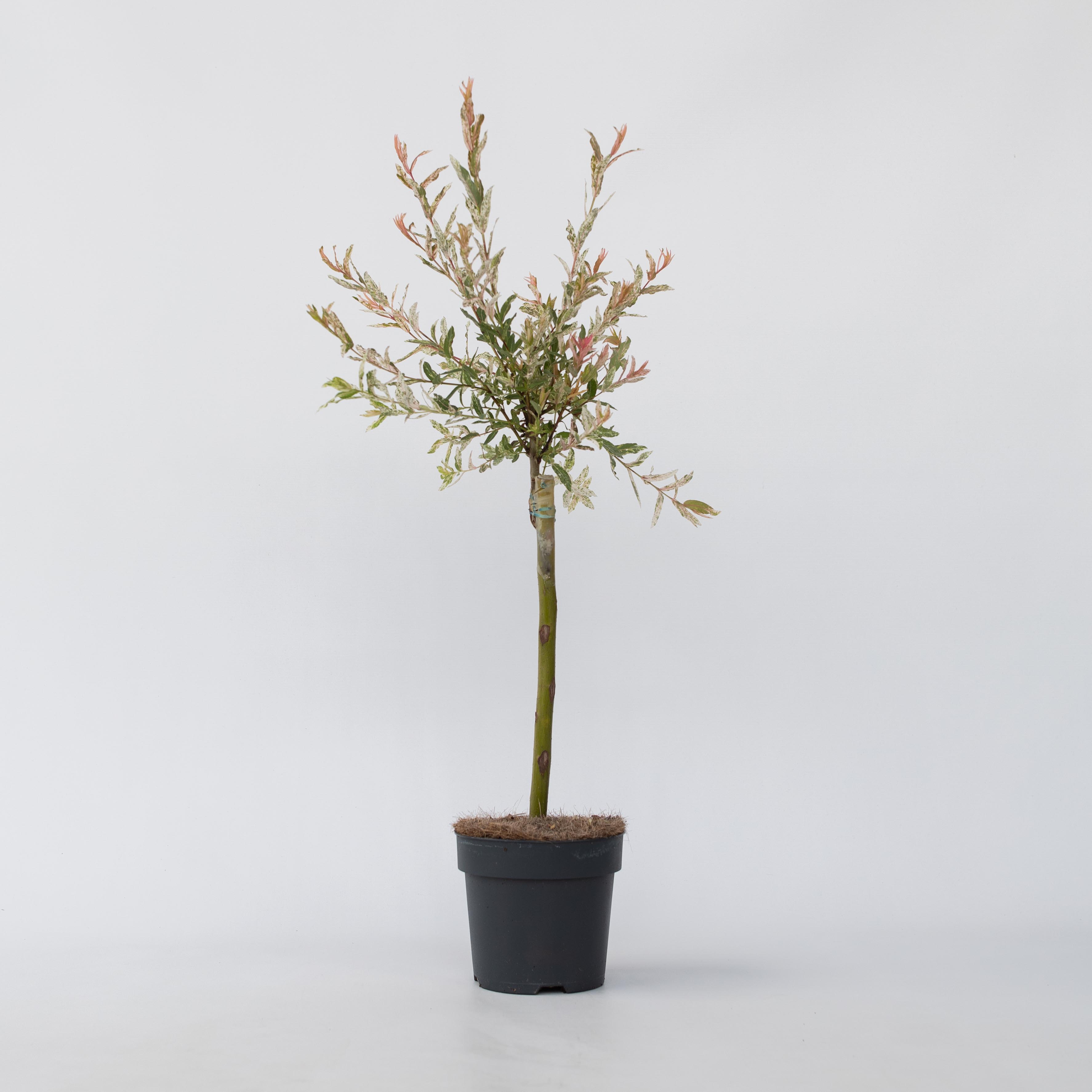 Plant in a Box - Schweizer Zwergweide - 4 Stk - Salix integra 'Flamingo' - H&ouml;he 60-80cm - Topf 17cm - Bild 1