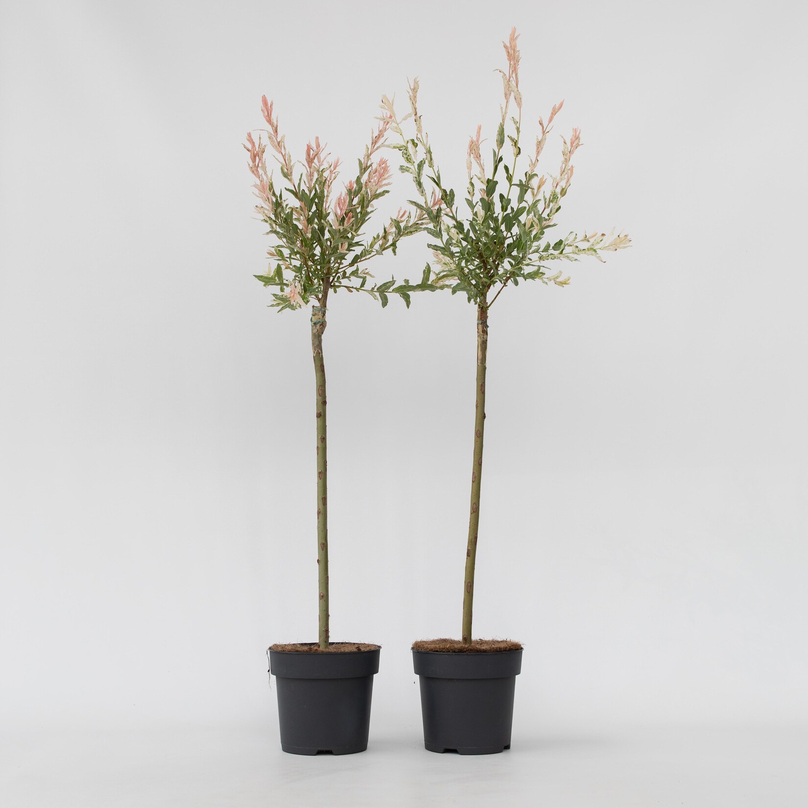 Plant in a Box – Schweizer Zwergweide – 2 Stk – Salix integra ‚Flamingo‘ – Höhe 90-110cm – Topf 19cm | 07428470147033