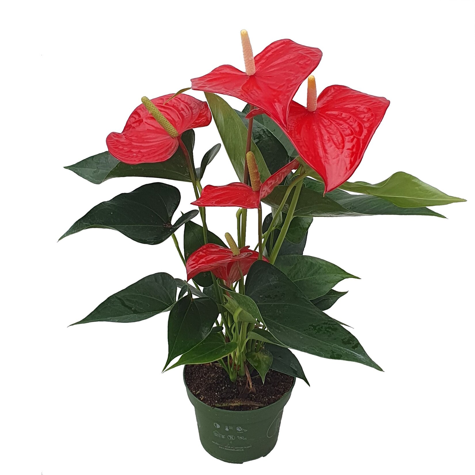Plant in a Box – Flamingoblume – Anthurium ‚Royal Champion‘ – Höhe 35-45cm – ø12cm | 08721278900954