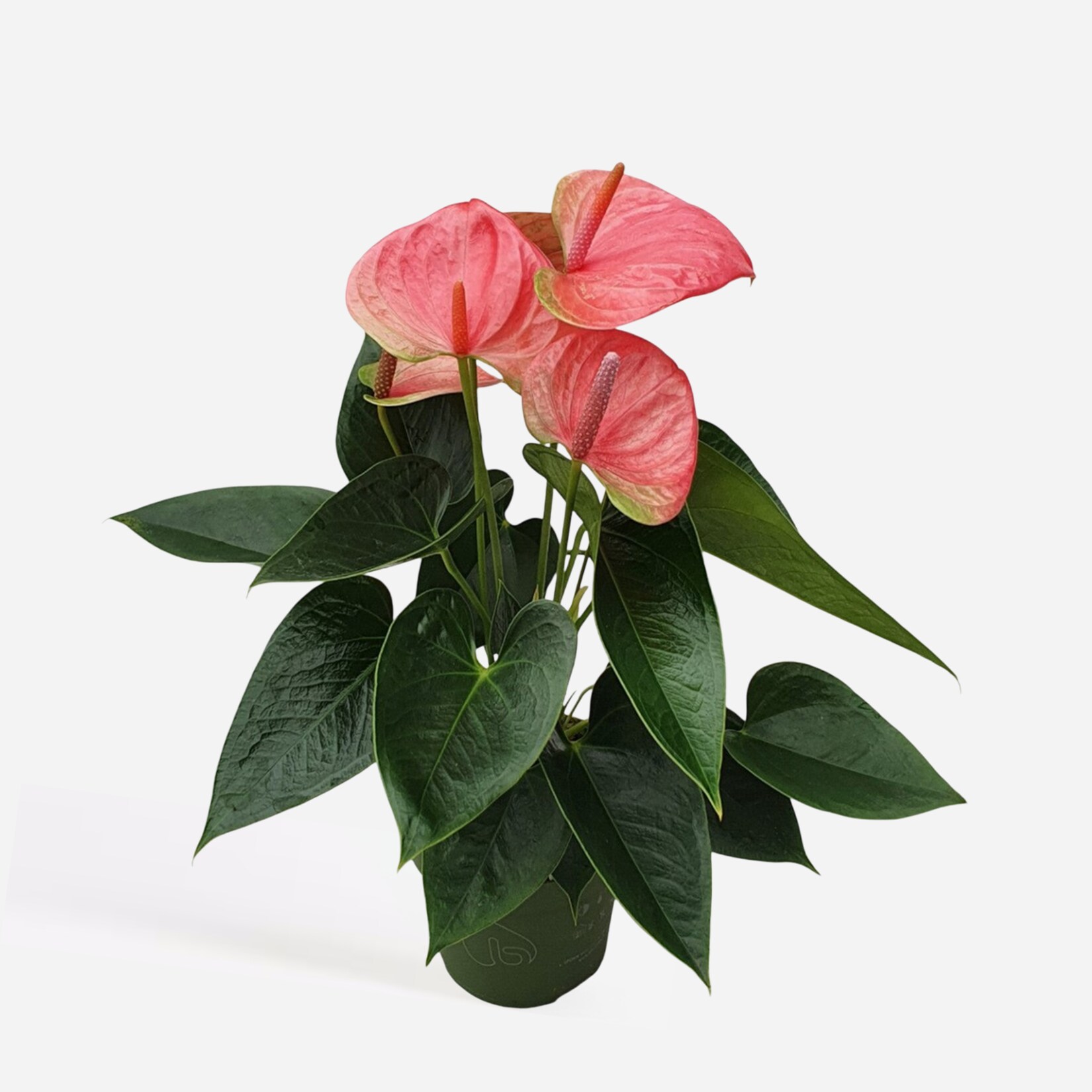 Plant in a Box – Flamingoblume – Anthurium ‚Sweet Dream‘ – Höhe 35-45cm – ø12cm | 08721278900923