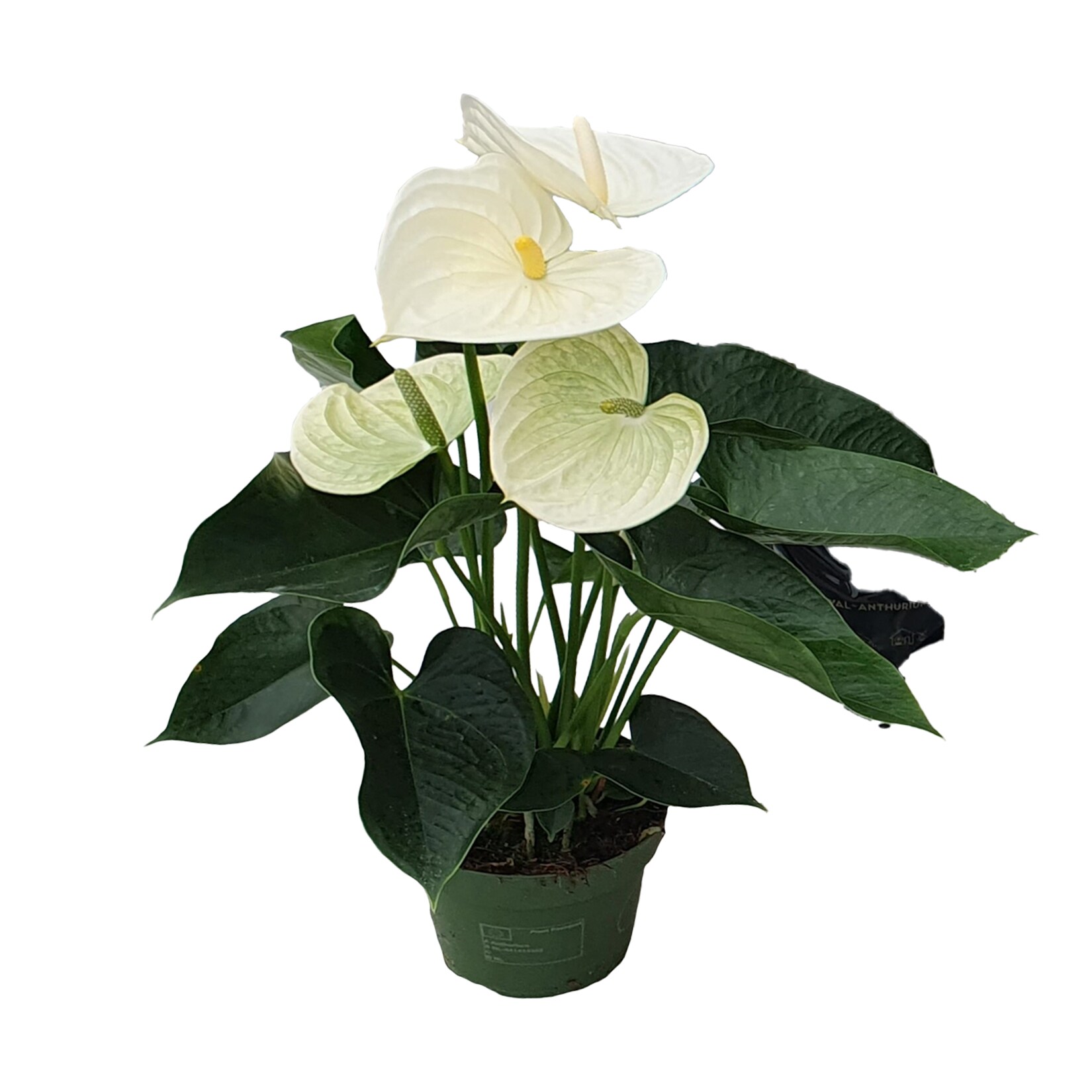 Plant in a Box – Flamingoblume – Anthurium ‚Alpine White‘ – Höhe 40-55cm – ø14cm | 08721278900985