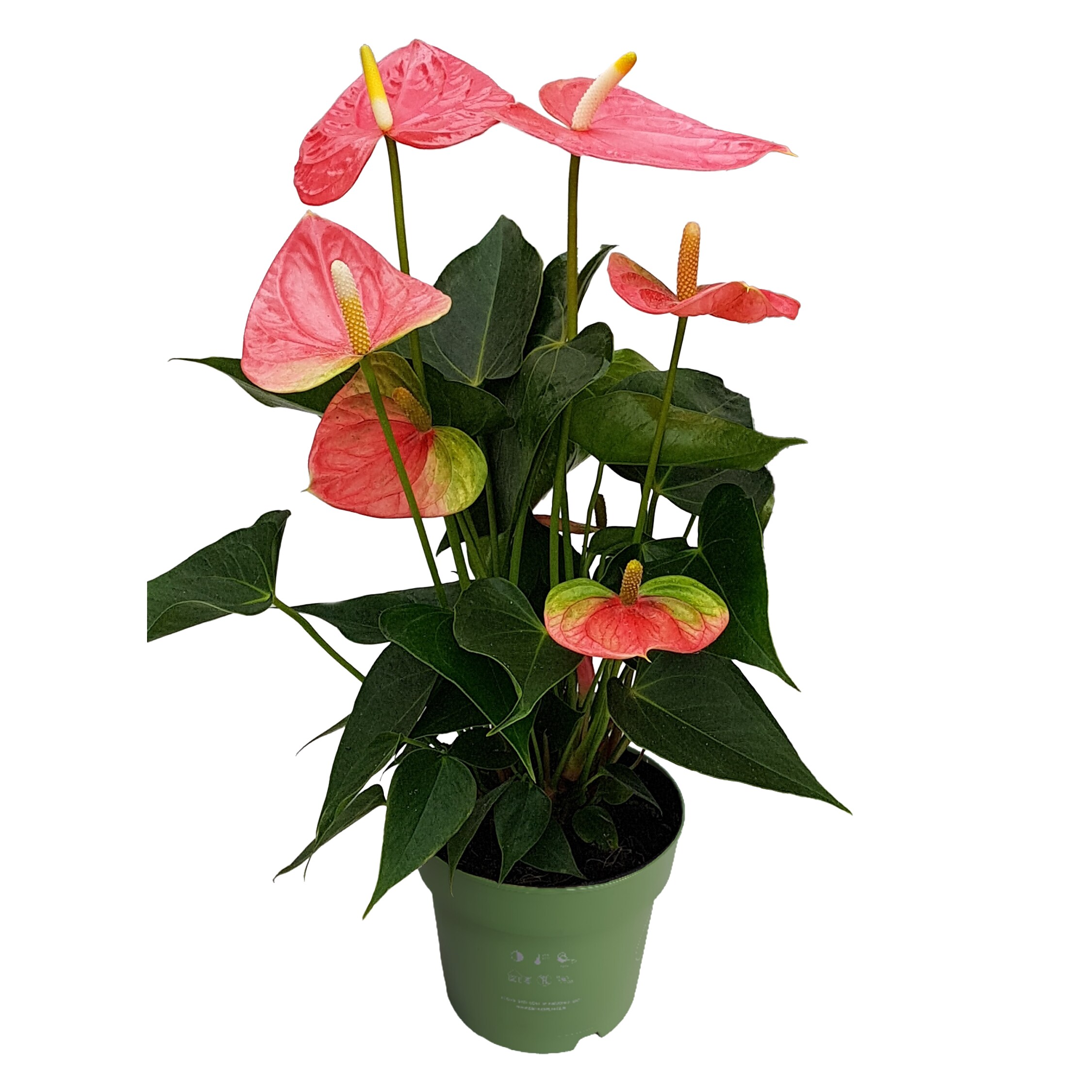 Plant in a Box - Flamingoblume - Anthurium 'Colorado Pink' - H&ouml;he 40-55cm - &oslash;14cm - Bild 1
