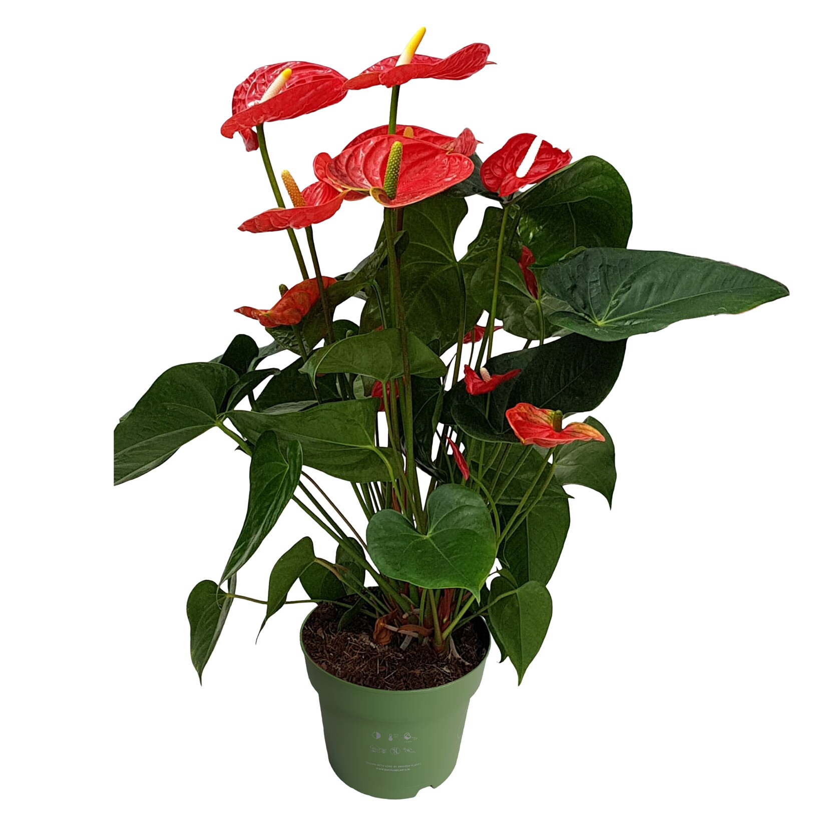 Plant in a Box – Flamingoblume – Anthurium ‚Madural Red‘ – Höhe 55-70cm – ø17cm | 08721278900978