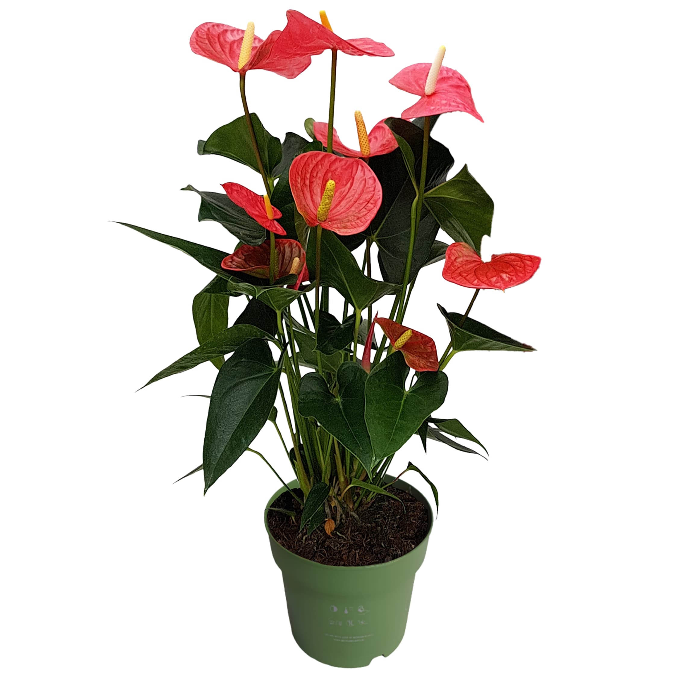 Plant in a Box - Flamingoblume - Anthurium 'Maine Pink' - H&ouml;he 55-70cm - &oslash;17cm - Bild 1