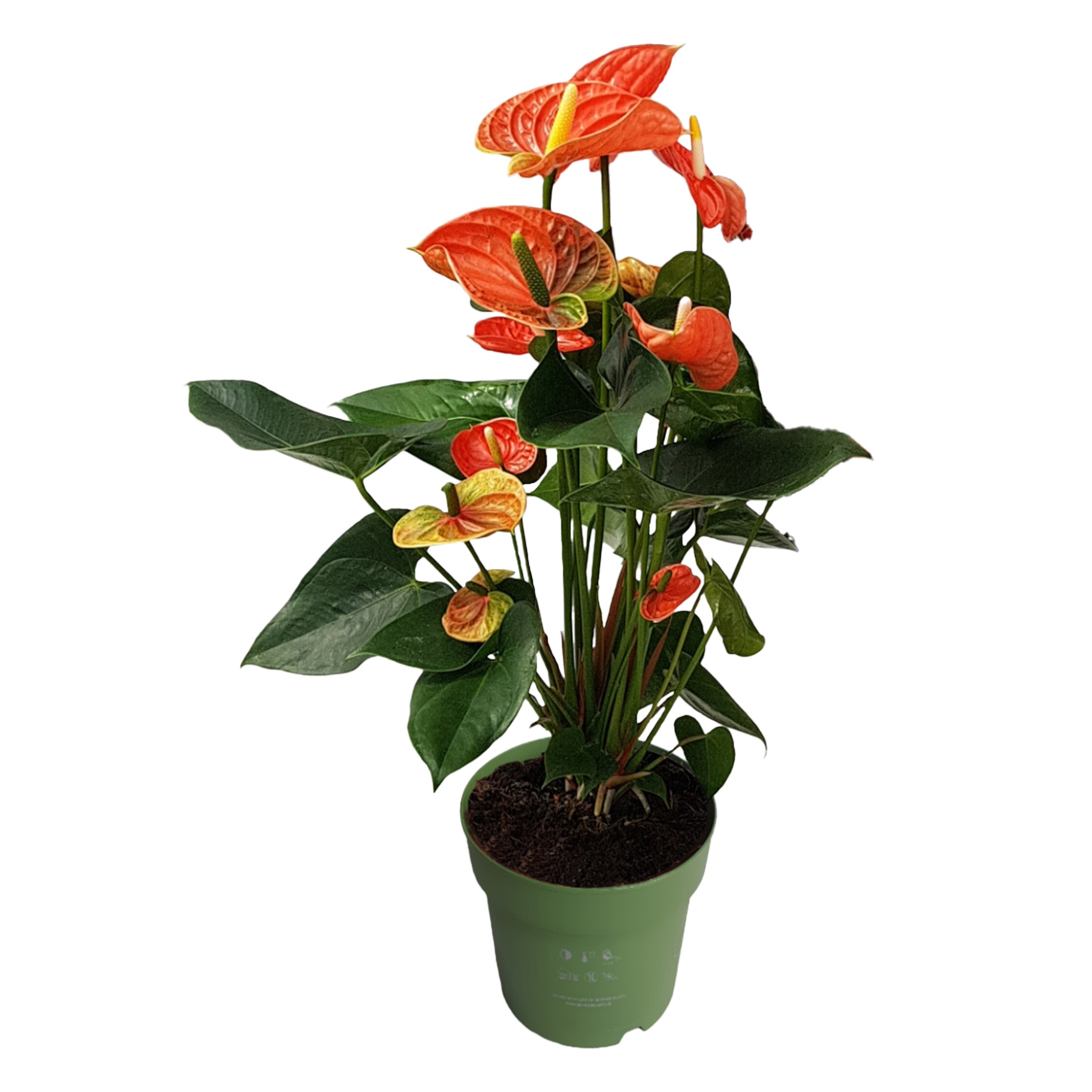 Plant in a Box - Flamingoblume - Anthurium 'Madural Orange' - H&ouml;he 55-70cm - &oslash;17cm - Bild 1